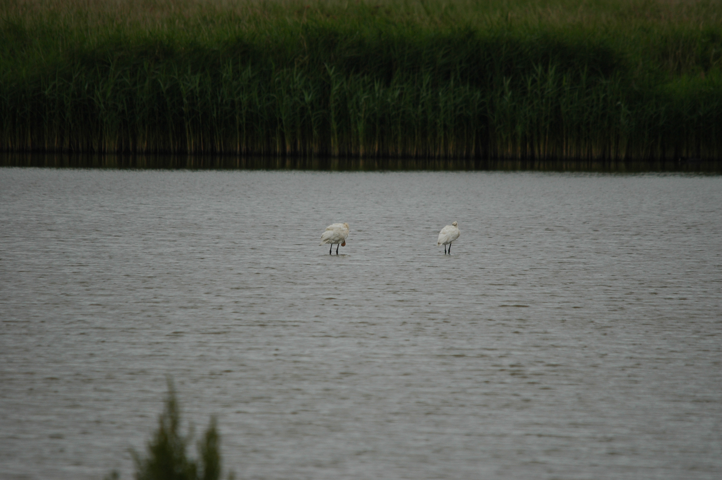 photos/wildlife/Bird_Species/025-Ibises-Spoonbills/0415-Eurasian_Spoonbill/DSC_6325.JPG
