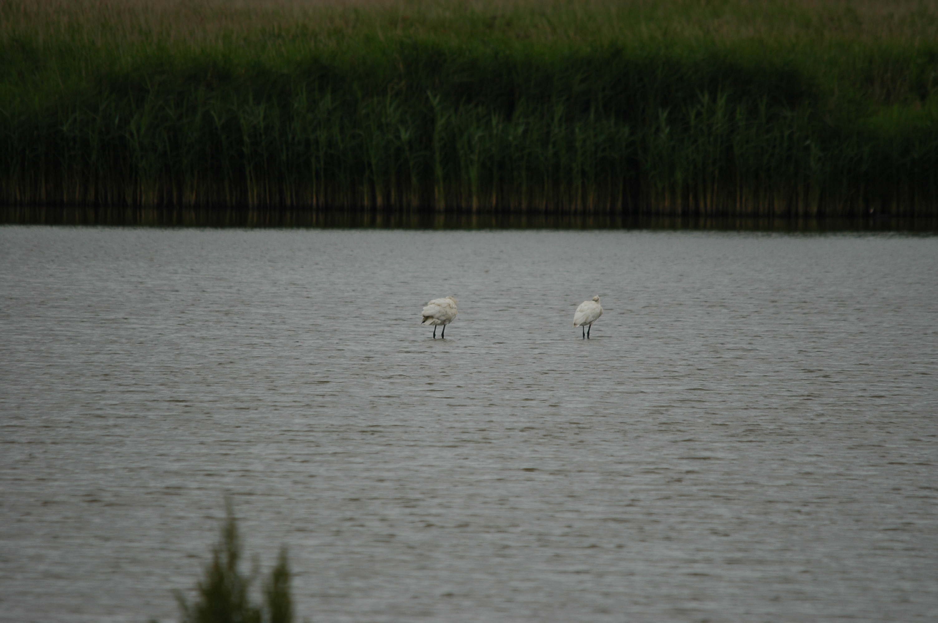 photos/wildlife/Bird_Species/025-Ibises-Spoonbills/0415-Eurasian_Spoonbill/DSC_6326.JPG