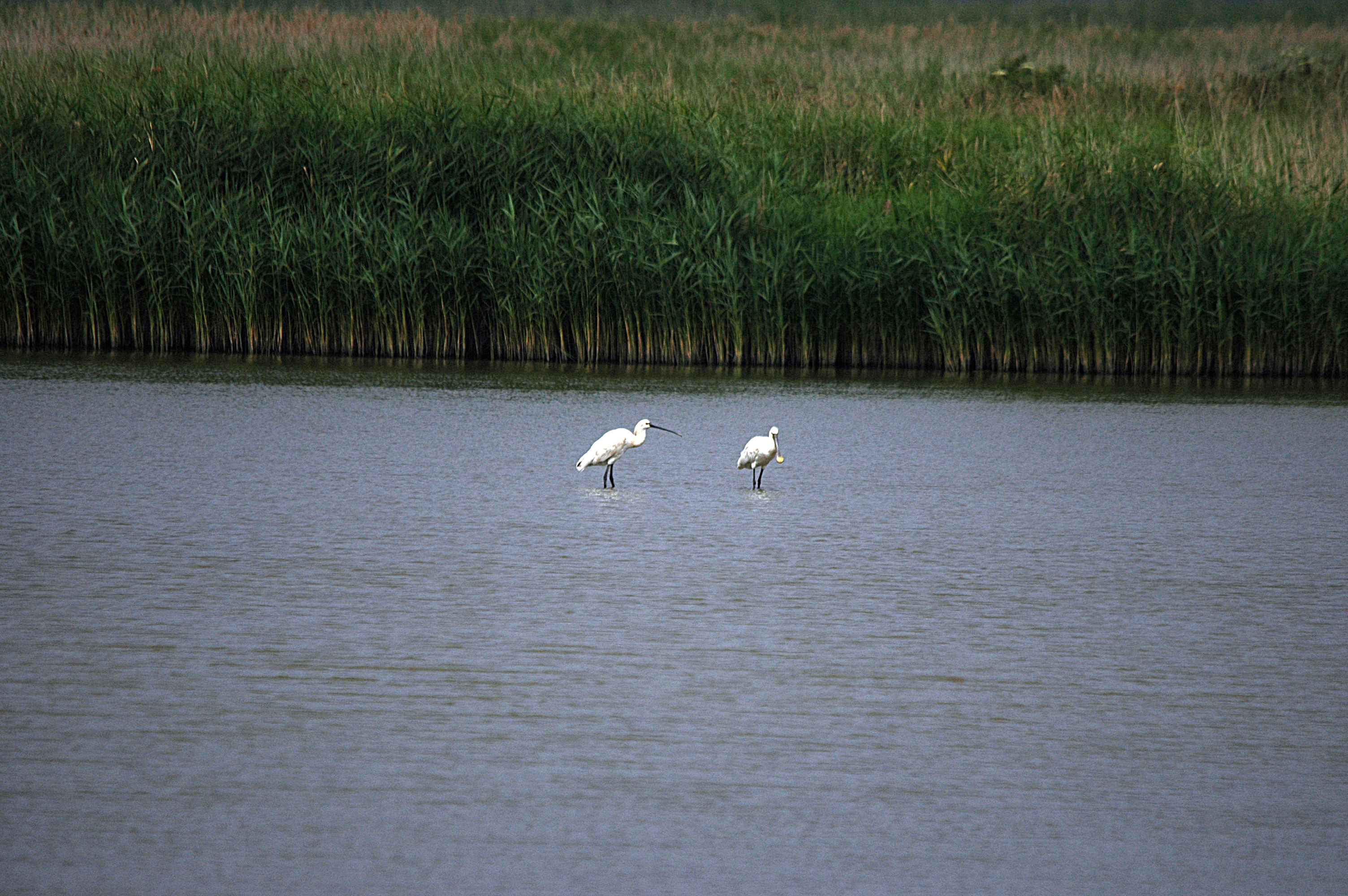 photos/wildlife/Bird_Species/025-Ibises-Spoonbills/0415-Eurasian_Spoonbill/DSC_6422.JPG
