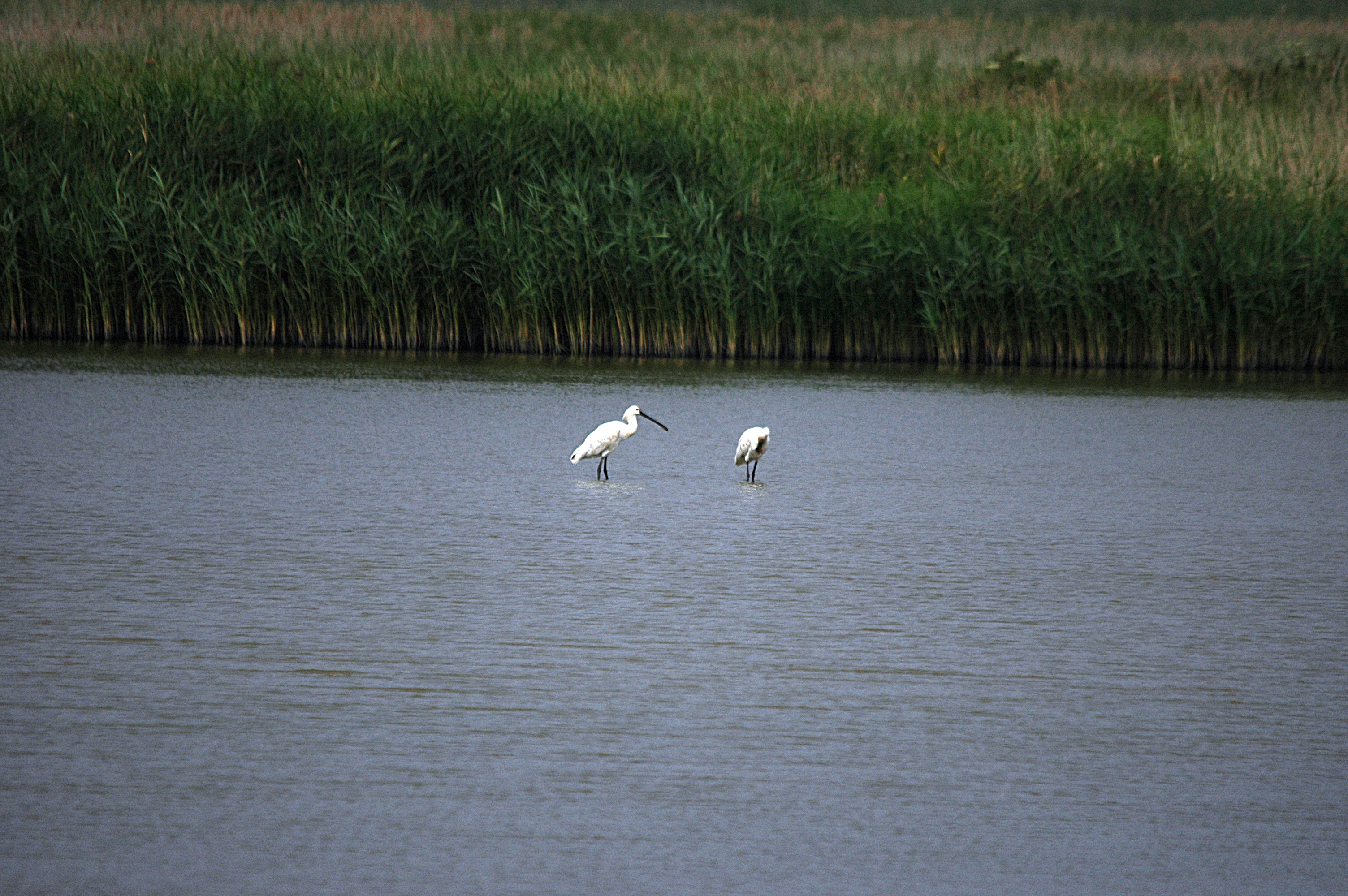 photos/wildlife/Bird_Species/025-Ibises-Spoonbills/0415-Eurasian_Spoonbill/DSC_6423.JPG