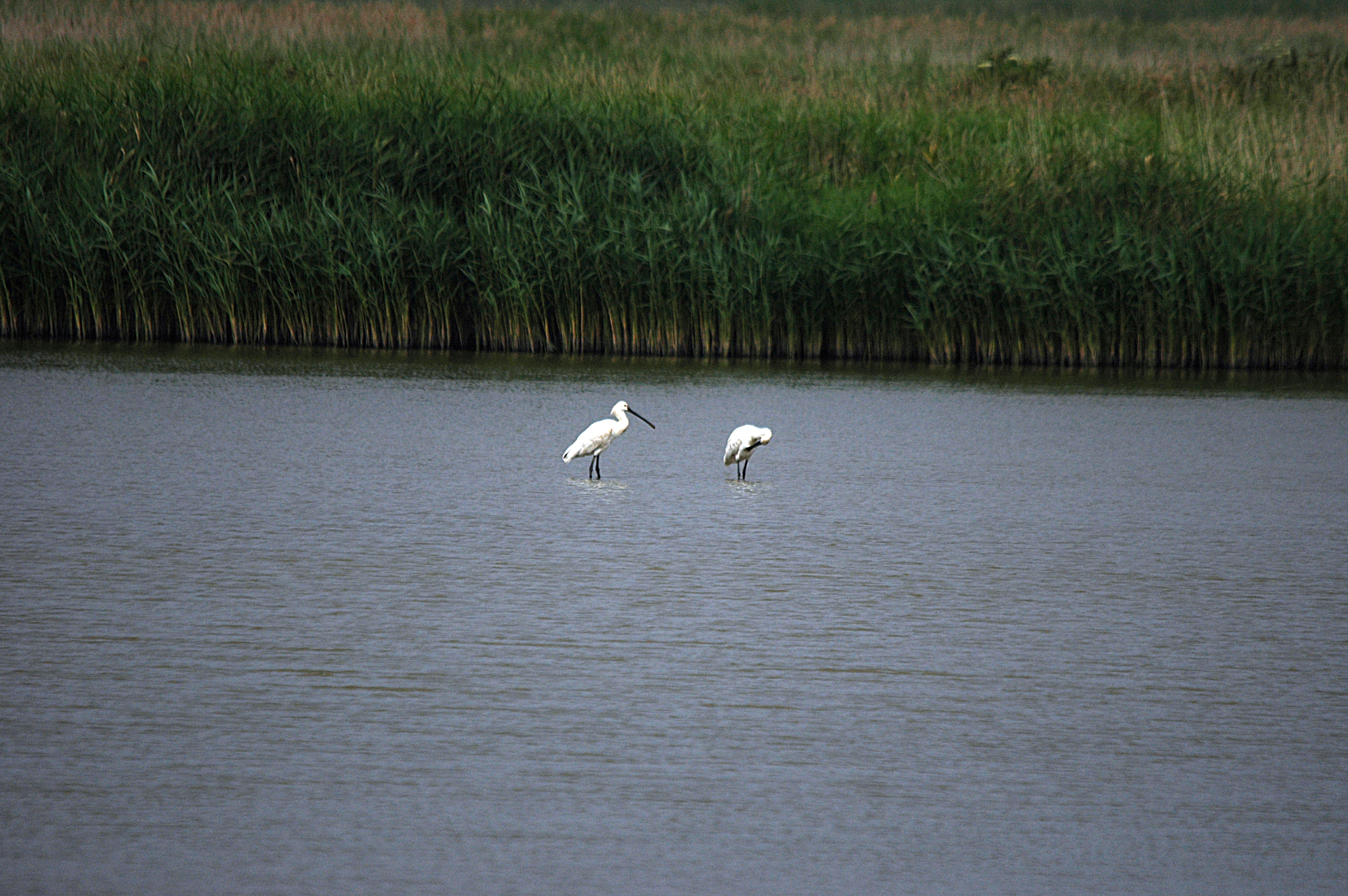 photos/wildlife/Bird_Species/025-Ibises-Spoonbills/0415-Eurasian_Spoonbill/DSC_6424.JPG