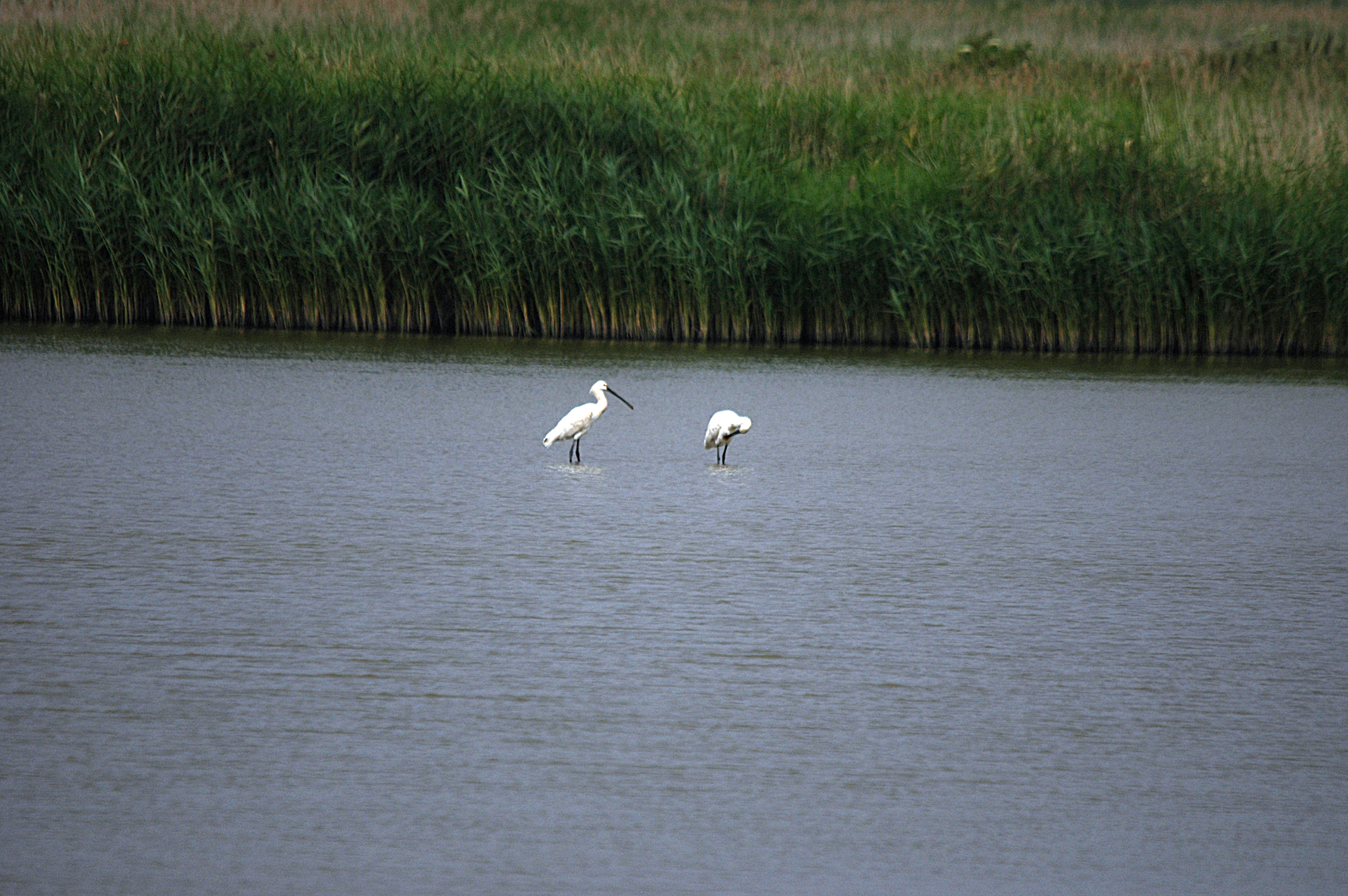 photos/wildlife/Bird_Species/025-Ibises-Spoonbills/0415-Eurasian_Spoonbill/DSC_6425.JPG