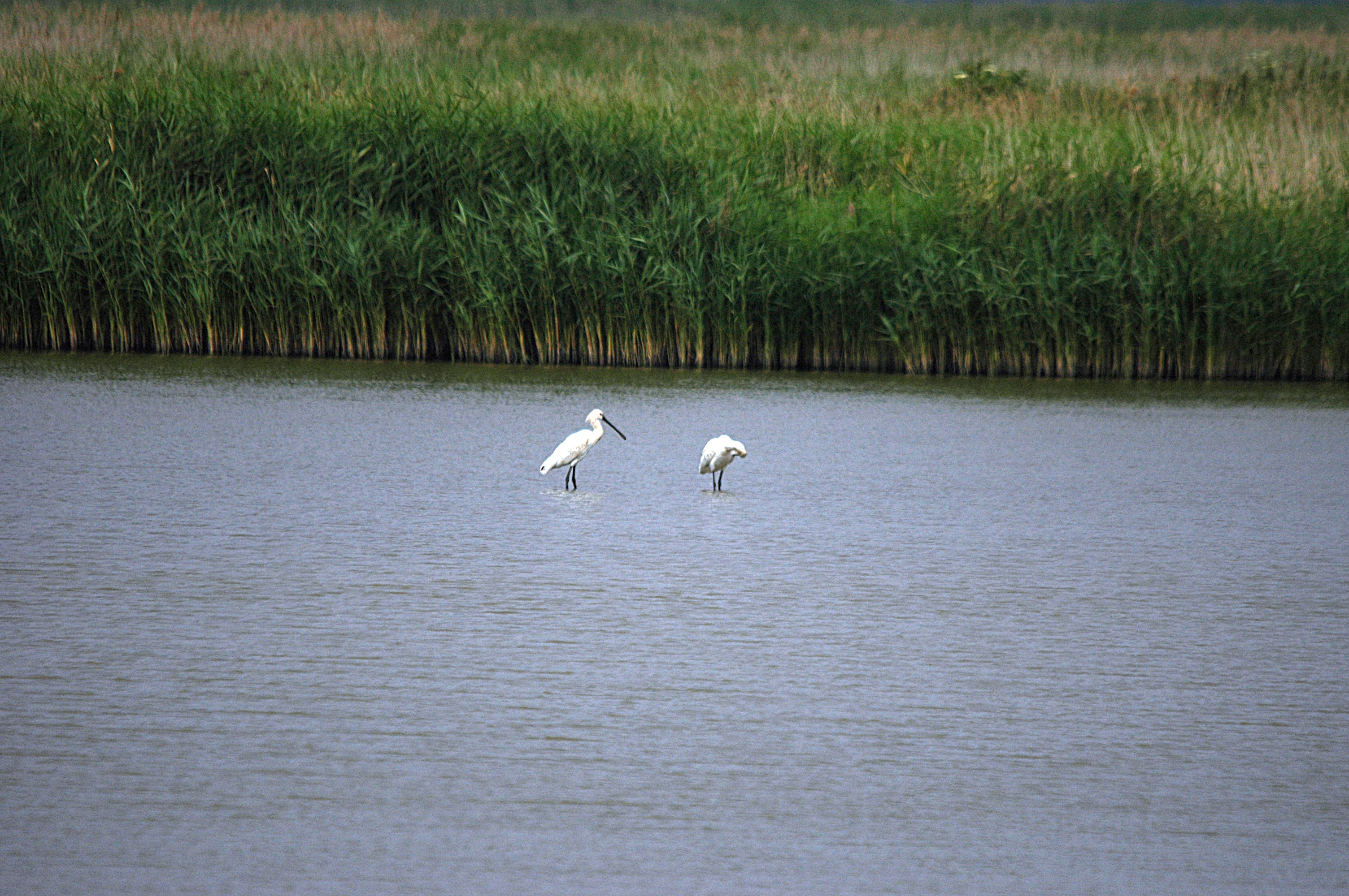 photos/wildlife/Bird_Species/025-Ibises-Spoonbills/0415-Eurasian_Spoonbill/DSC_6426.JPG