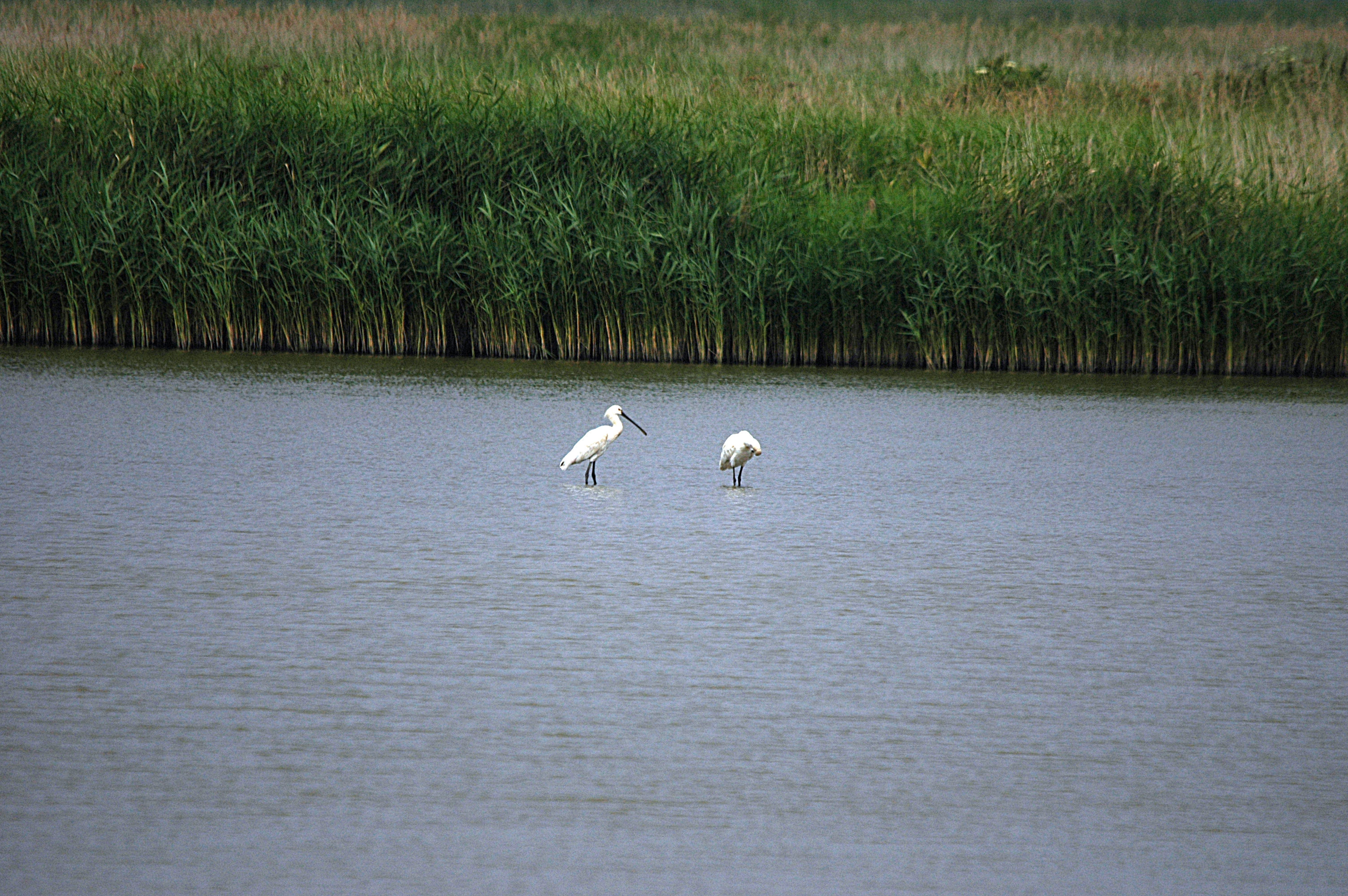 photos/wildlife/Bird_Species/025-Ibises-Spoonbills/0415-Eurasian_Spoonbill/DSC_6427.JPG