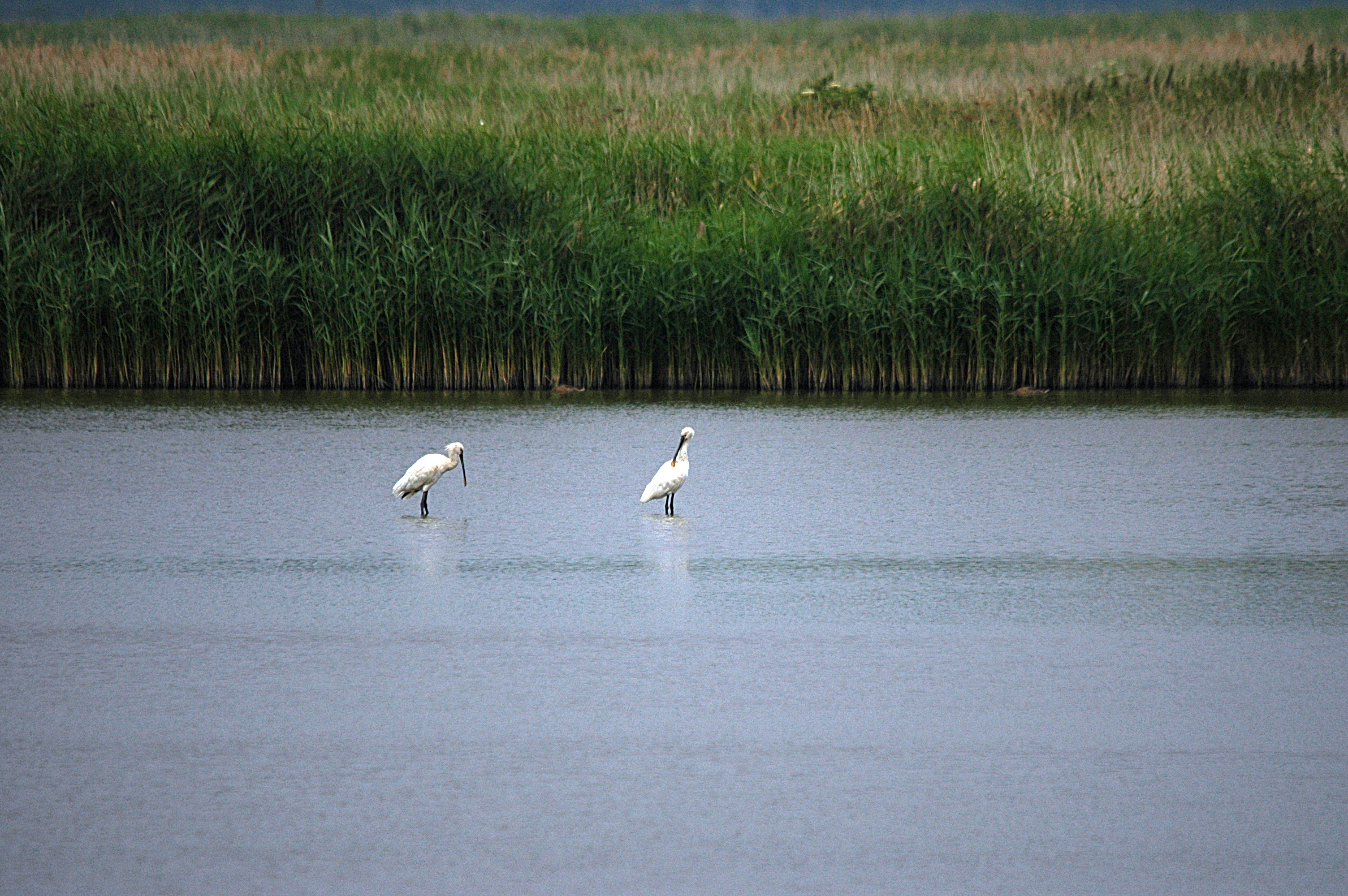 photos/wildlife/Bird_Species/025-Ibises-Spoonbills/0415-Eurasian_Spoonbill/DSC_6428.JPG
