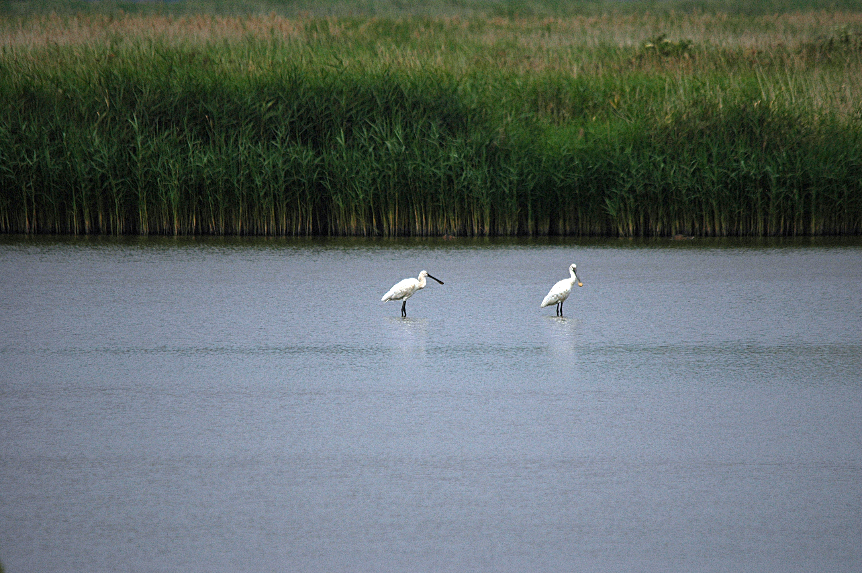 photos/wildlife/Bird_Species/025-Ibises-Spoonbills/0415-Eurasian_Spoonbill/DSC_6430.JPG