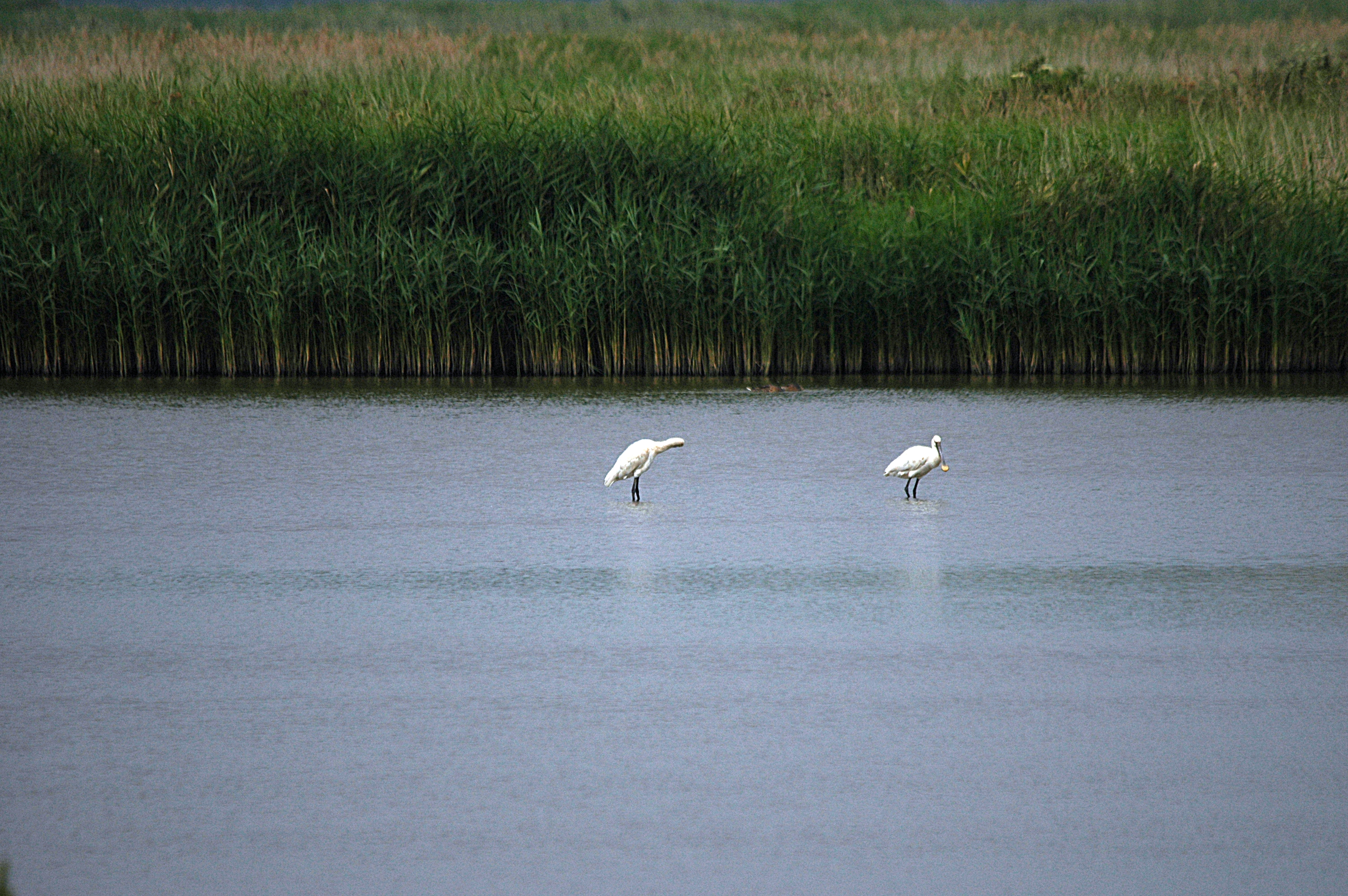 photos/wildlife/Bird_Species/025-Ibises-Spoonbills/0415-Eurasian_Spoonbill/DSC_6431.JPG