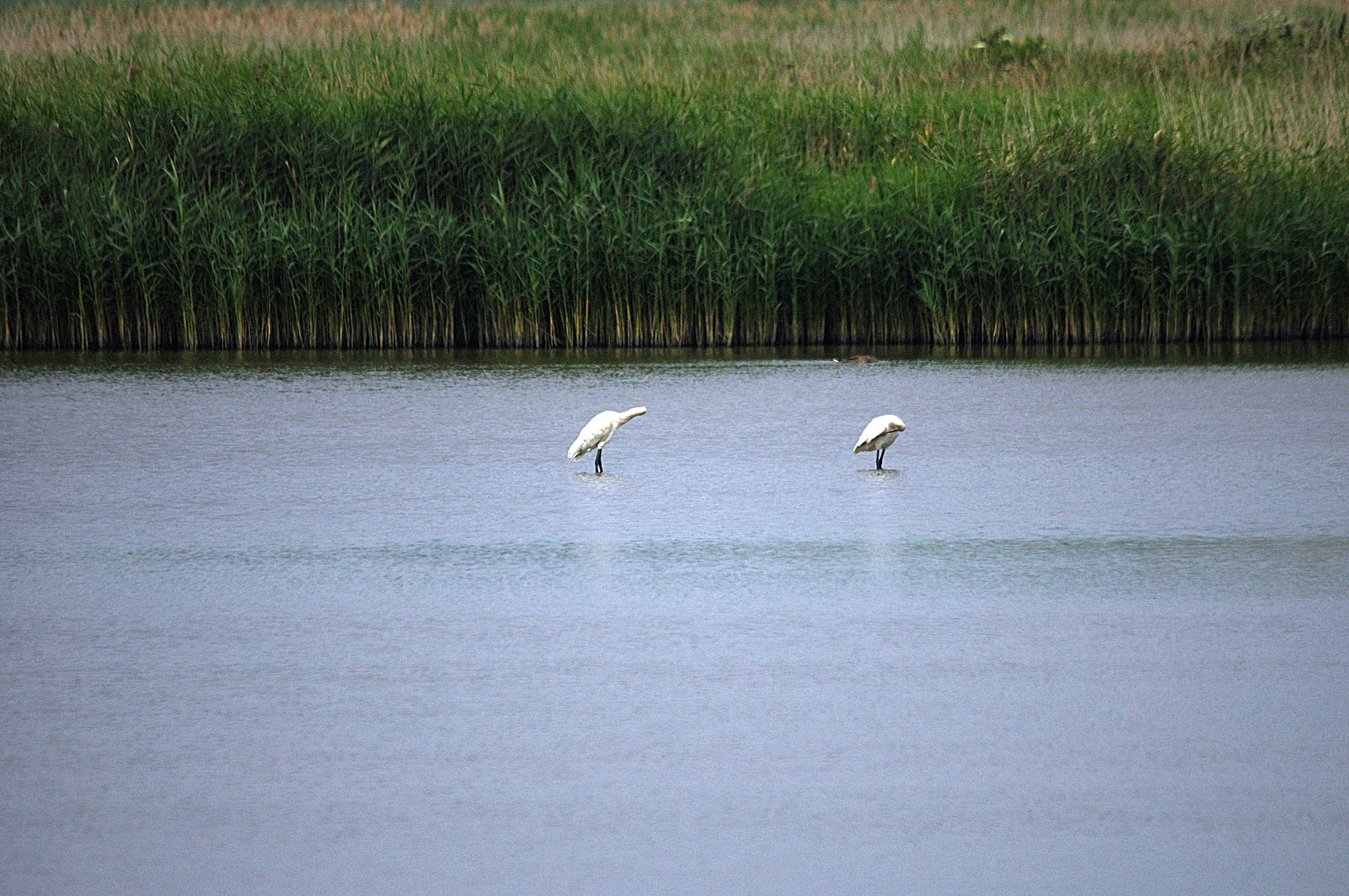 photos/wildlife/Bird_Species/025-Ibises-Spoonbills/0415-Eurasian_Spoonbill/DSC_6432.JPG
