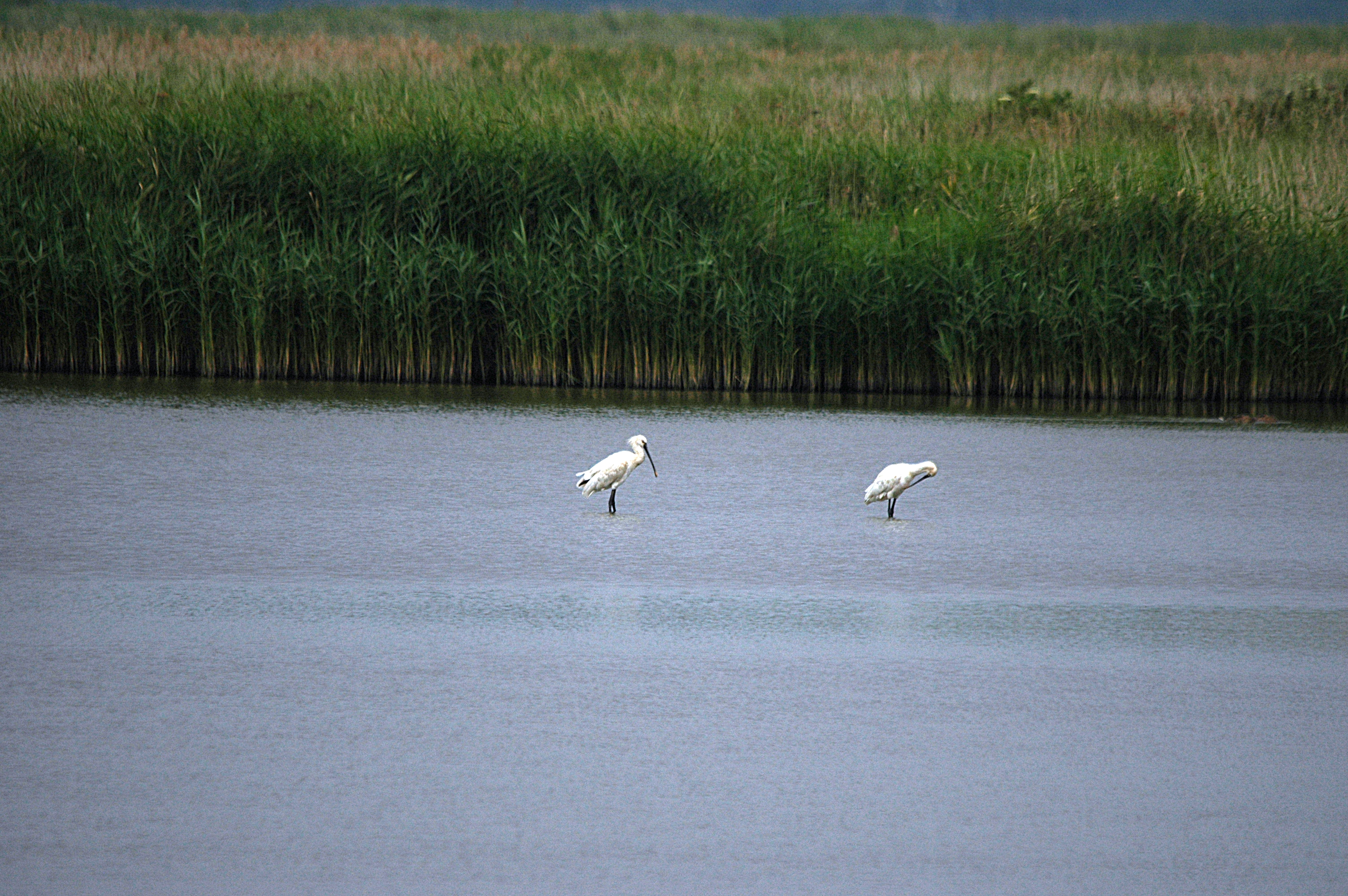 photos/wildlife/Bird_Species/025-Ibises-Spoonbills/0415-Eurasian_Spoonbill/DSC_6433.JPG