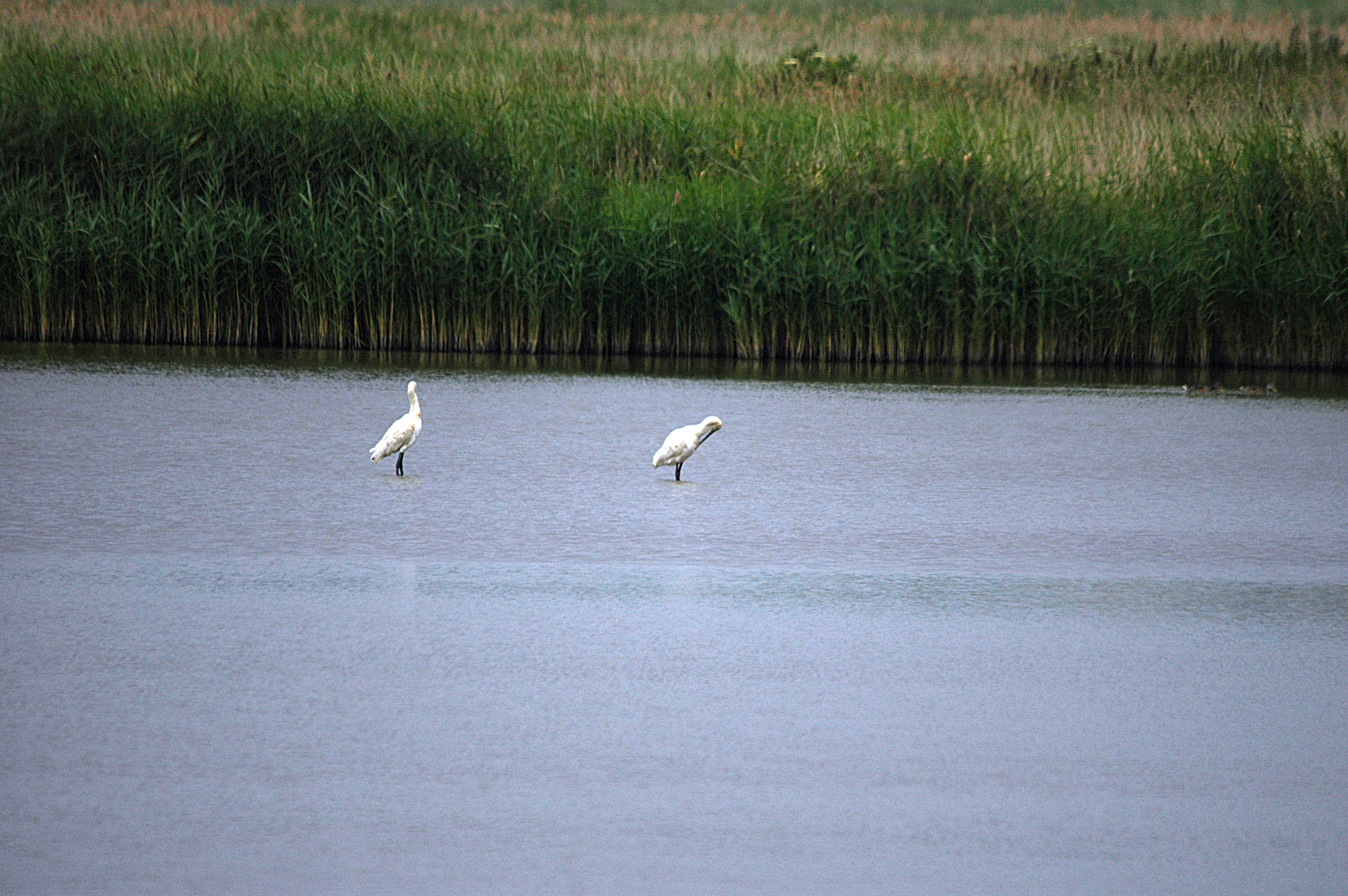 photos/wildlife/Bird_Species/025-Ibises-Spoonbills/0415-Eurasian_Spoonbill/DSC_6434.JPG