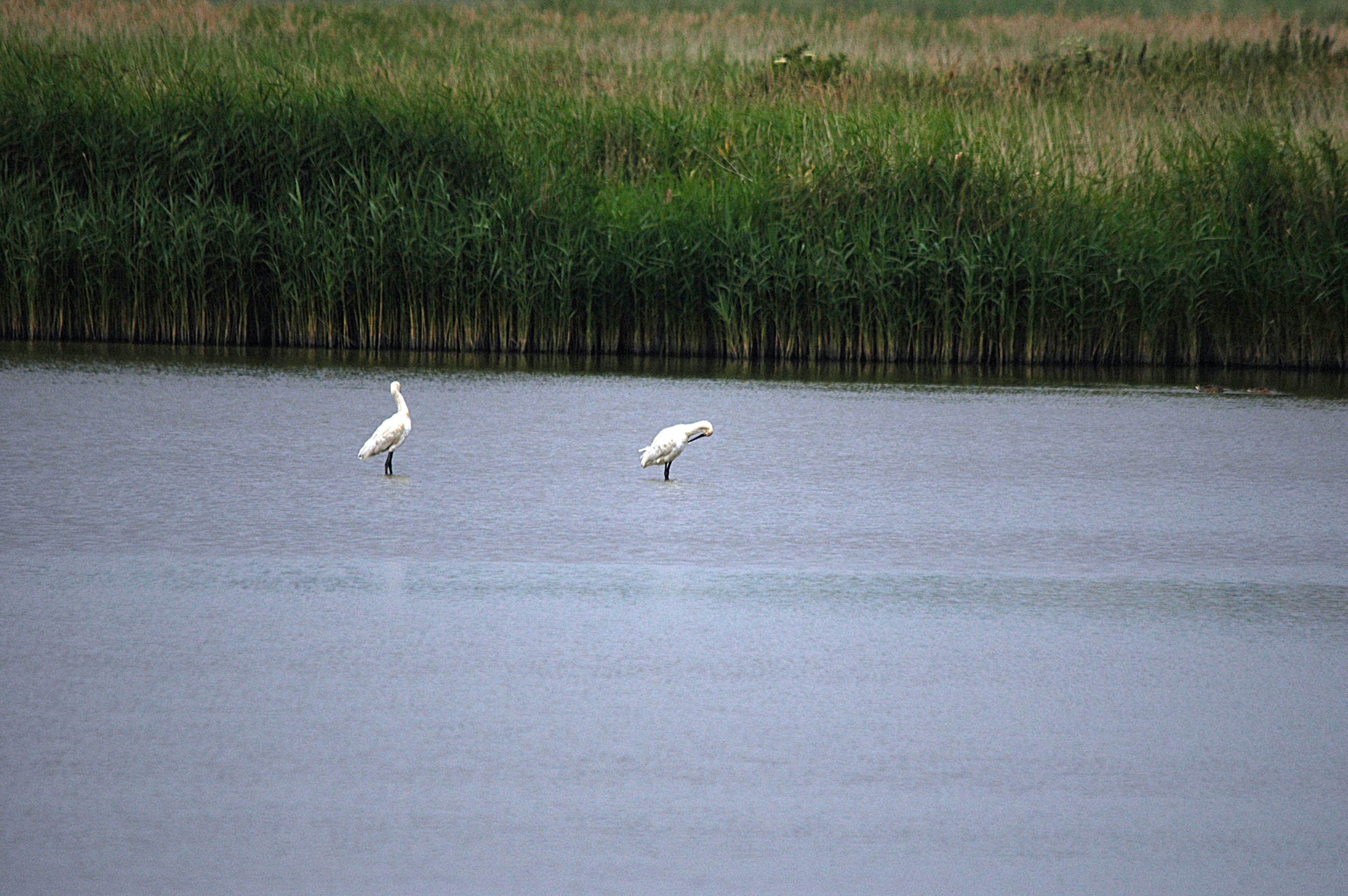 photos/wildlife/Bird_Species/025-Ibises-Spoonbills/0415-Eurasian_Spoonbill/DSC_6435.JPG
