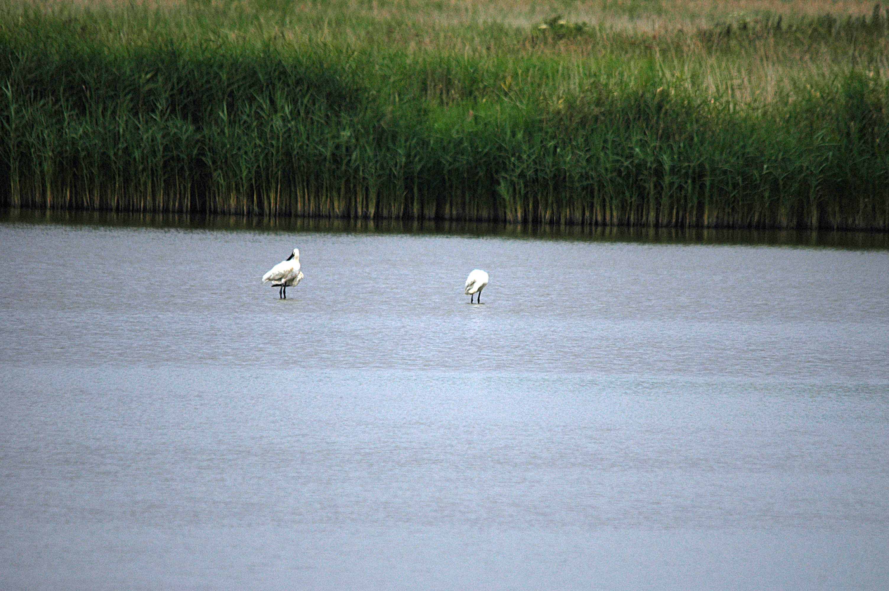 photos/wildlife/Bird_Species/025-Ibises-Spoonbills/0415-Eurasian_Spoonbill/DSC_6436.JPG