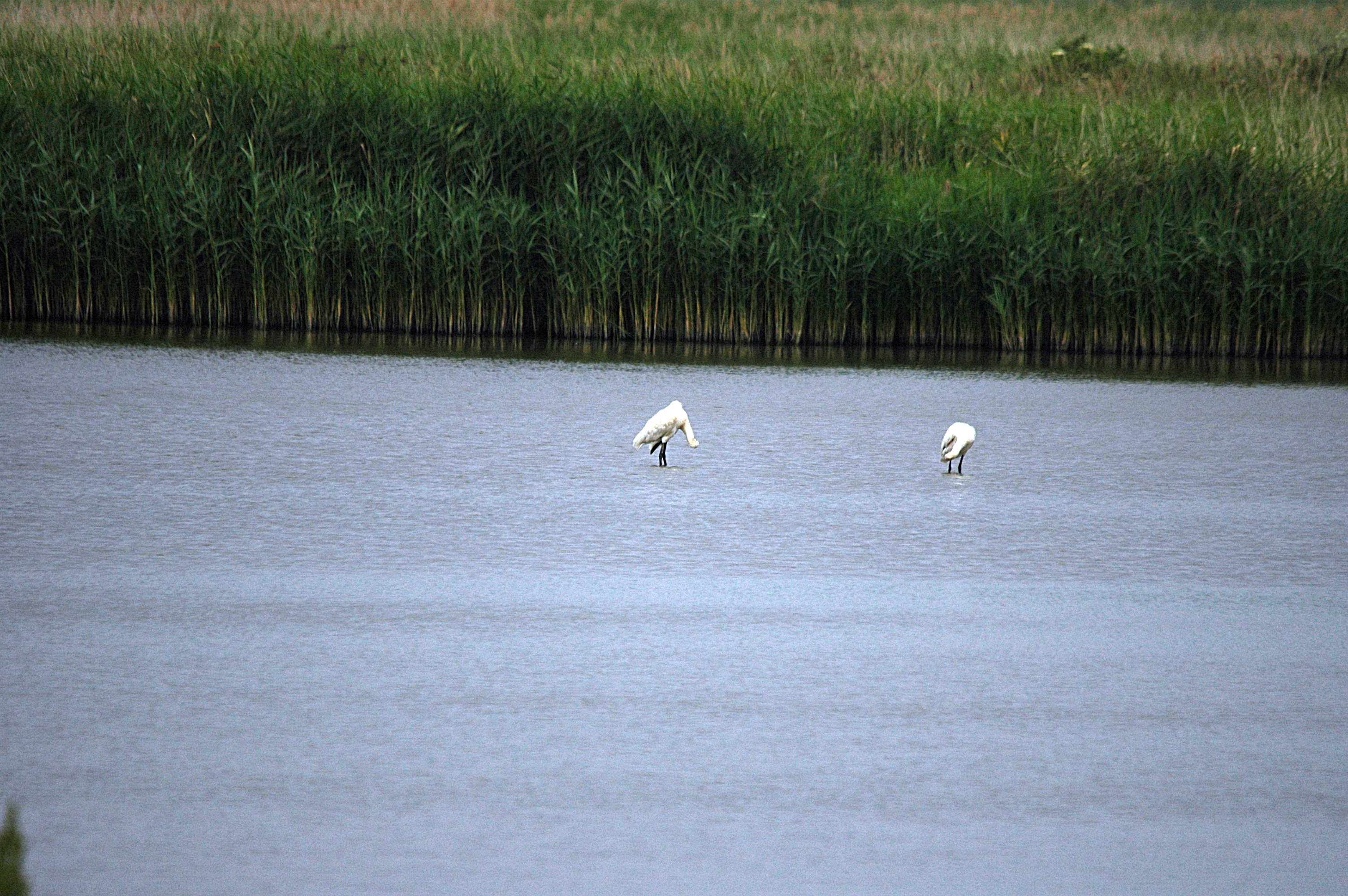 photos/wildlife/Bird_Species/025-Ibises-Spoonbills/0415-Eurasian_Spoonbill/DSC_6437.JPG