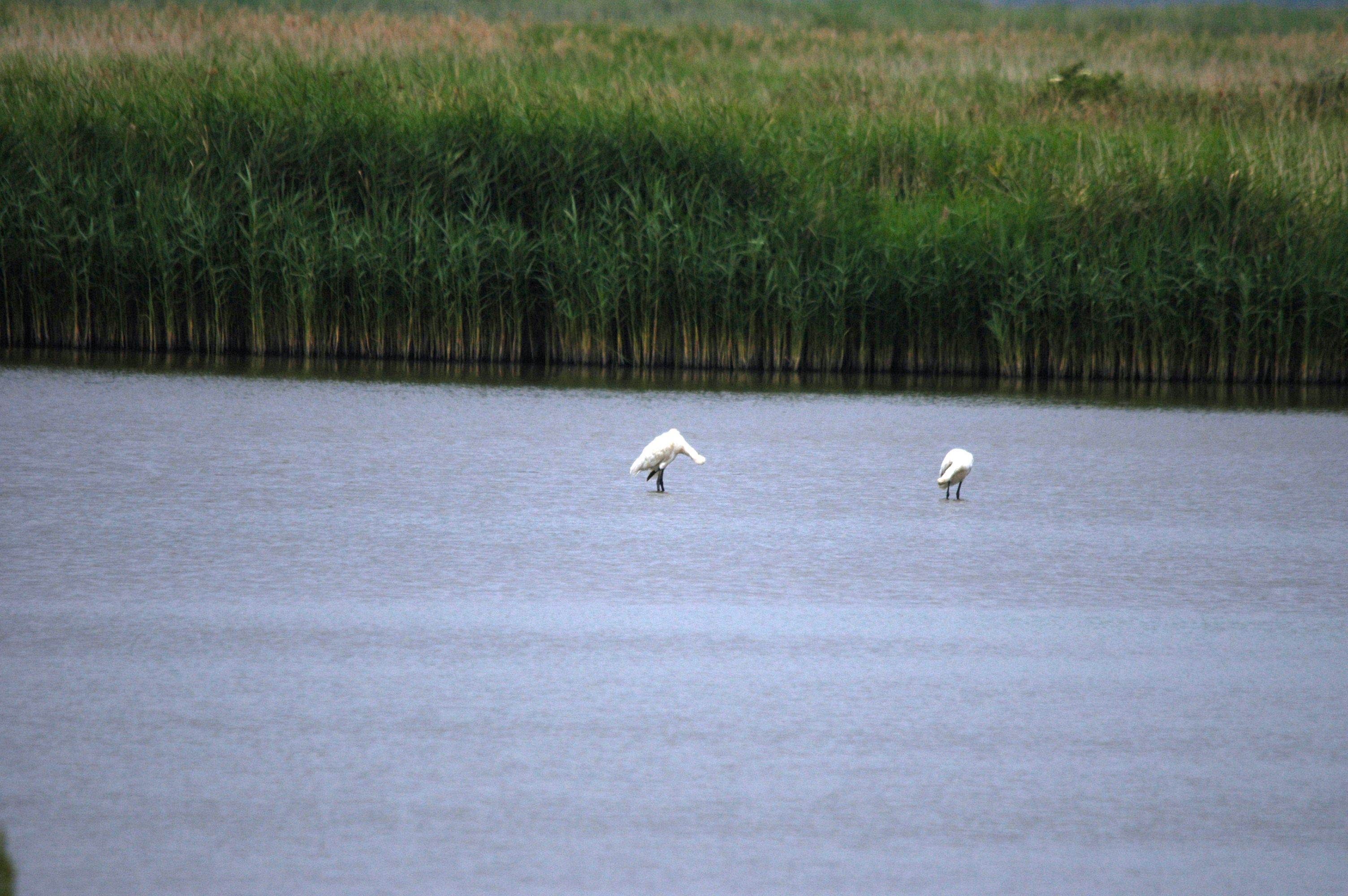 photos/wildlife/Bird_Species/025-Ibises-Spoonbills/0415-Eurasian_Spoonbill/DSC_6438.JPG