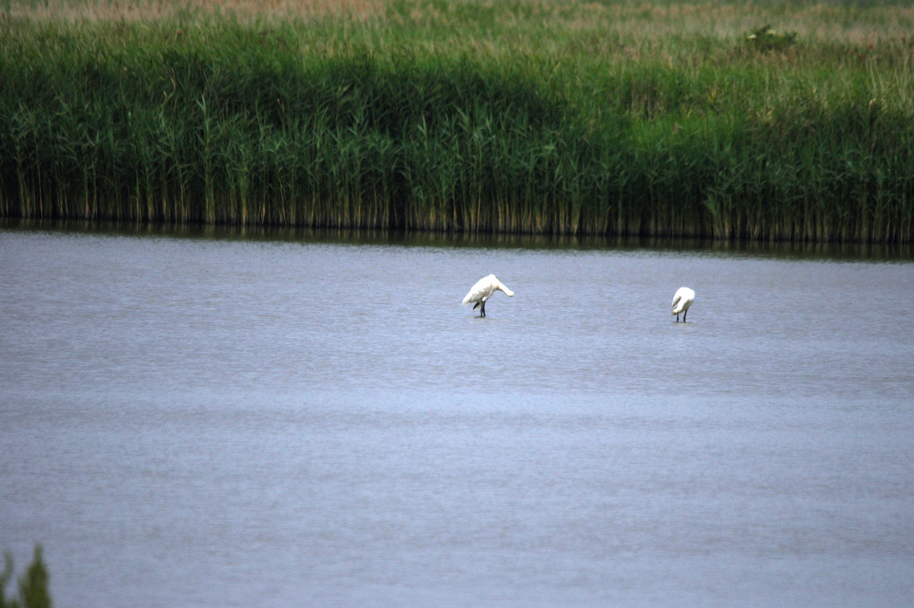 photos/wildlife/Bird_Species/025-Ibises-Spoonbills/0415-Eurasian_Spoonbill/DSC_6439.JPG