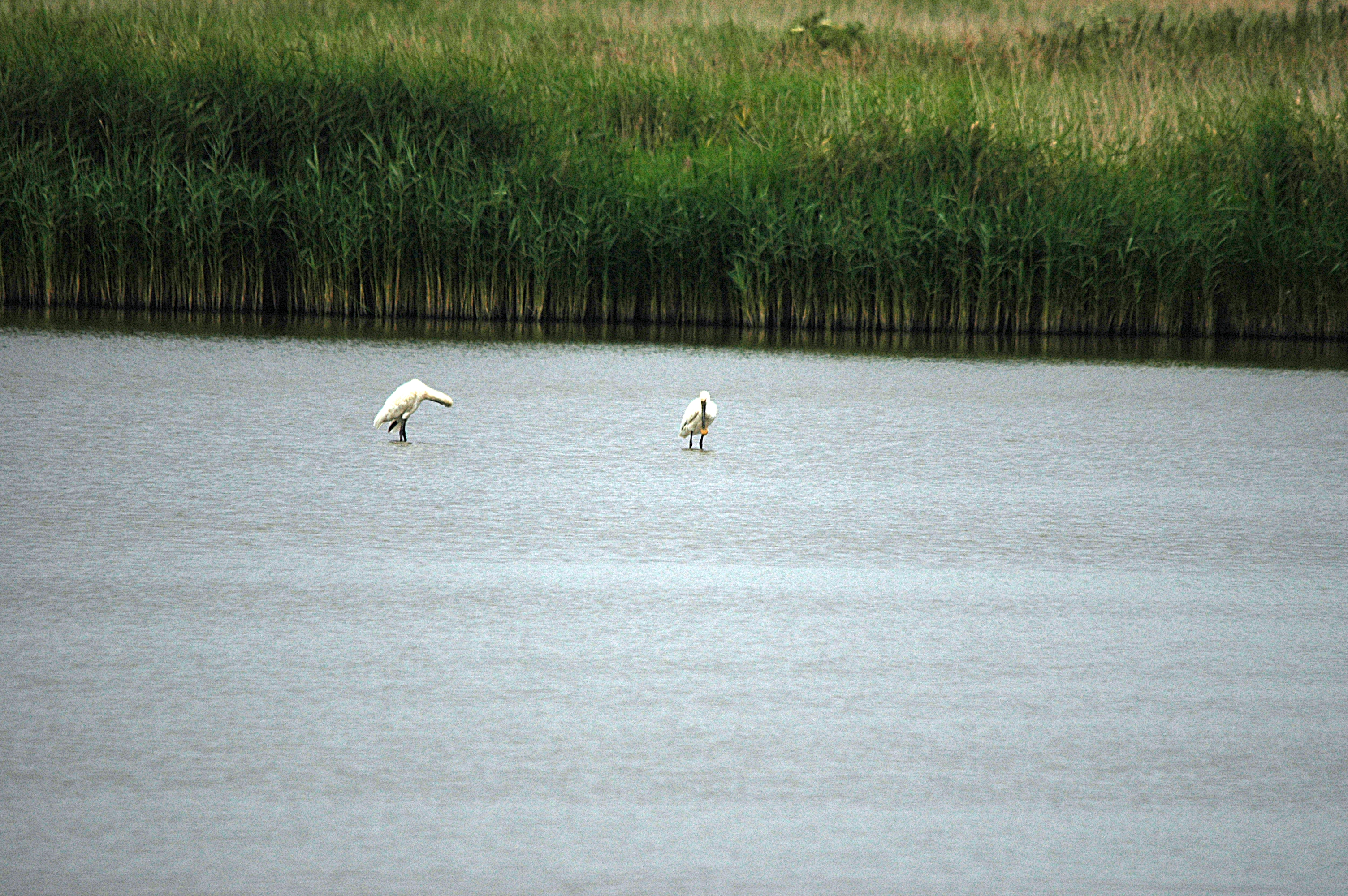 photos/wildlife/Bird_Species/025-Ibises-Spoonbills/0415-Eurasian_Spoonbill/DSC_6440.JPG
