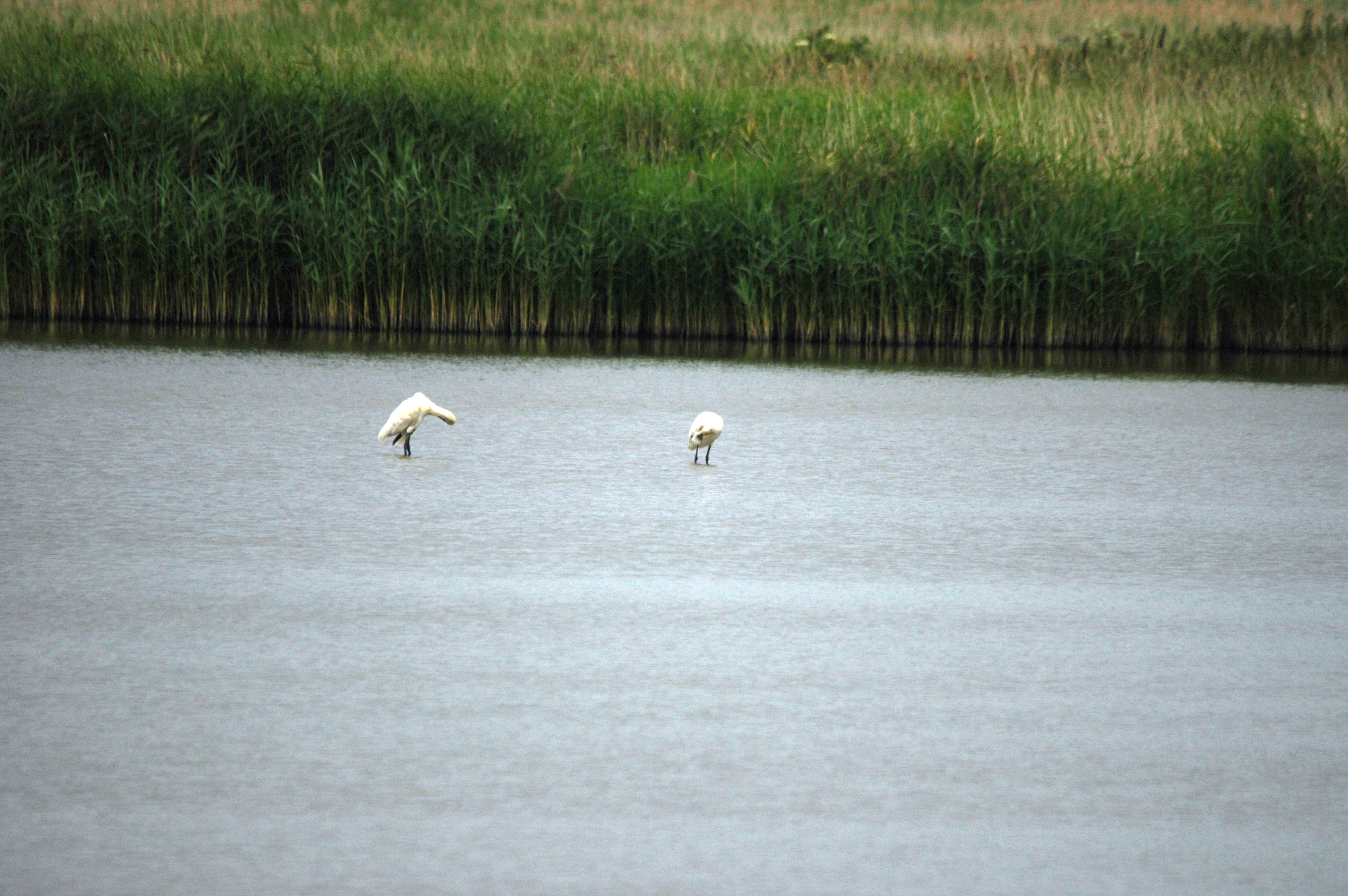 photos/wildlife/Bird_Species/025-Ibises-Spoonbills/0415-Eurasian_Spoonbill/DSC_6441.JPG