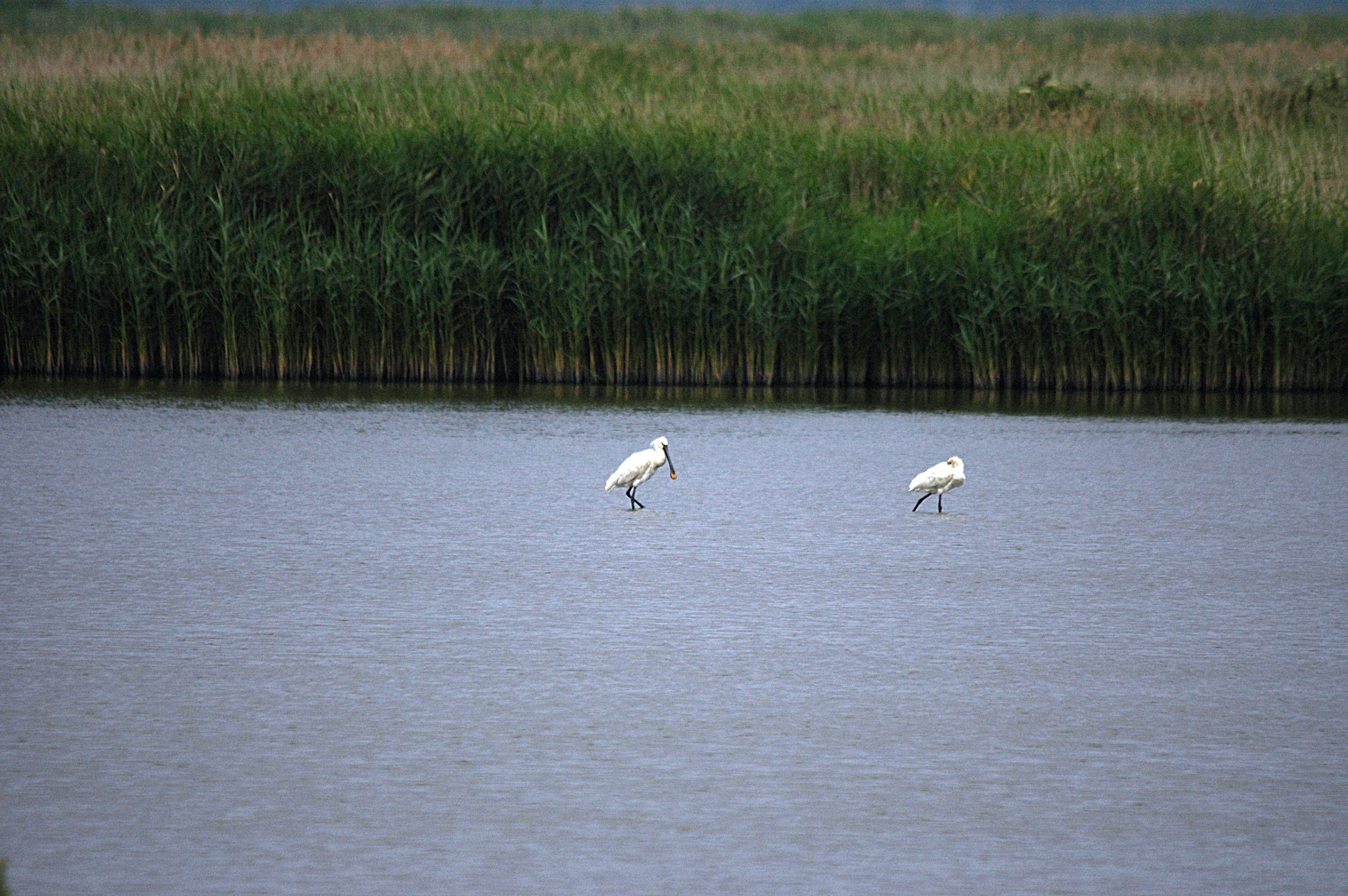 photos/wildlife/Bird_Species/025-Ibises-Spoonbills/0415-Eurasian_Spoonbill/DSC_6442.JPG