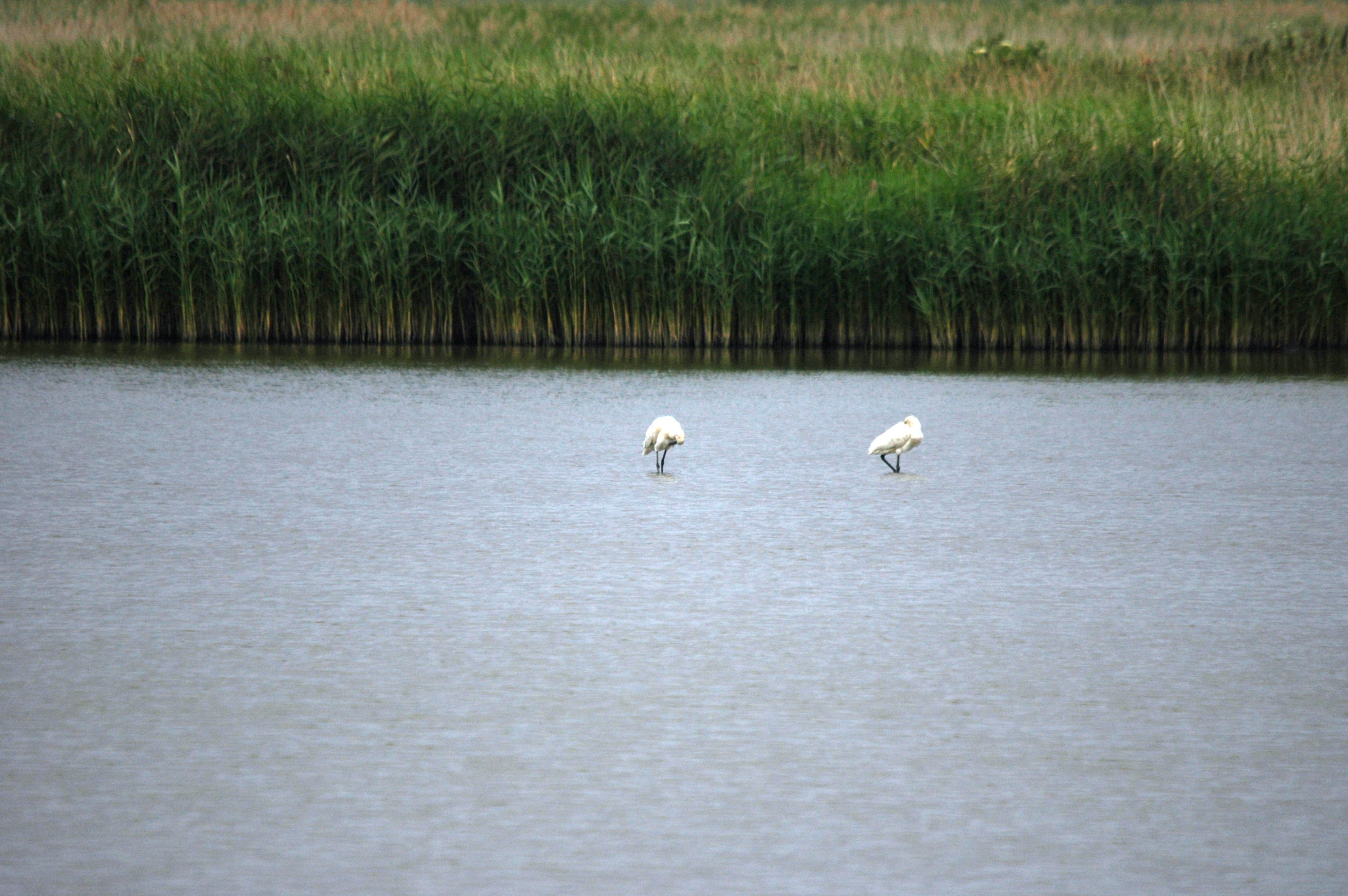 photos/wildlife/Bird_Species/025-Ibises-Spoonbills/0415-Eurasian_Spoonbill/DSC_6443.JPG