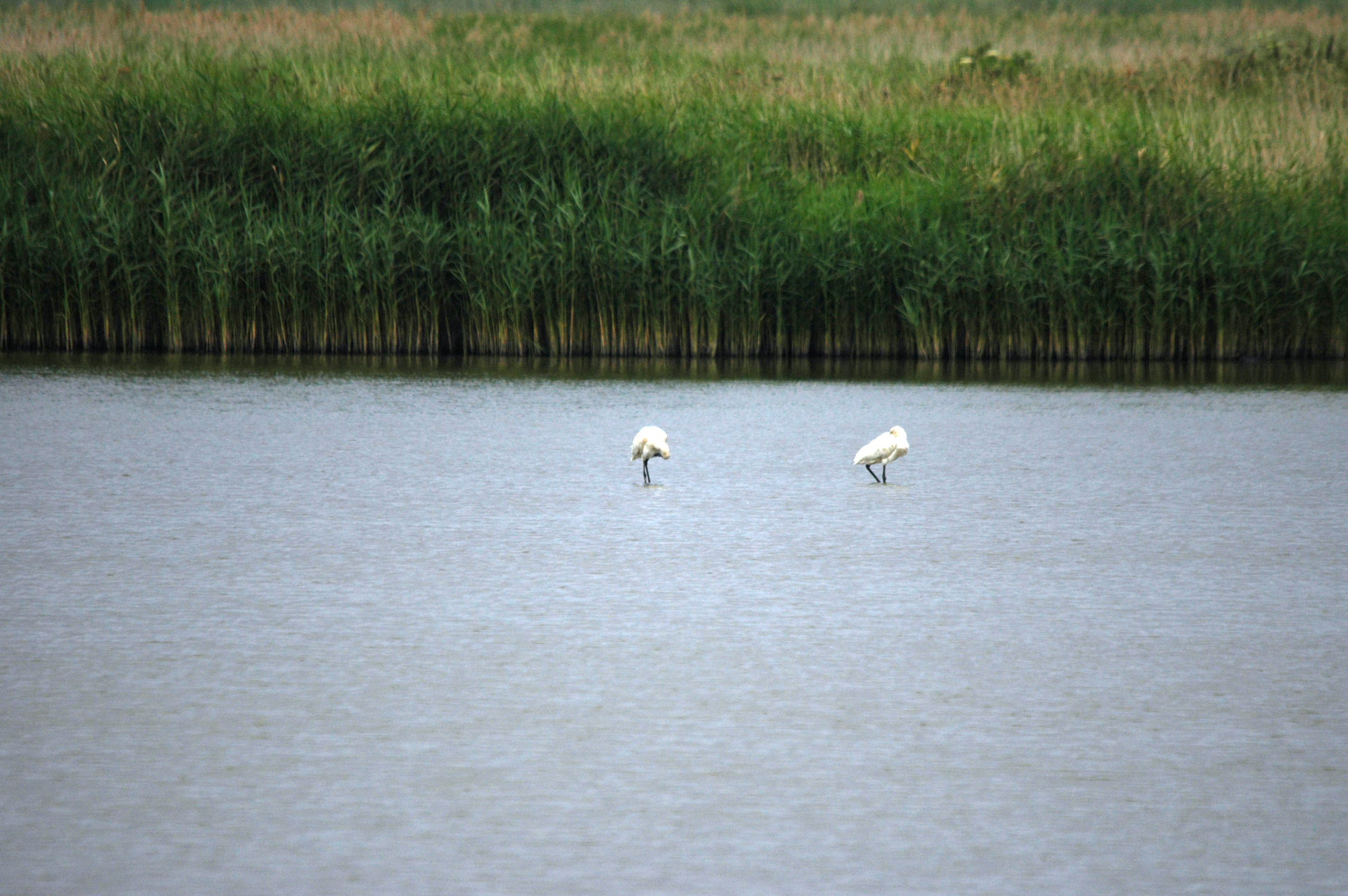 photos/wildlife/Bird_Species/025-Ibises-Spoonbills/0415-Eurasian_Spoonbill/DSC_6444.JPG