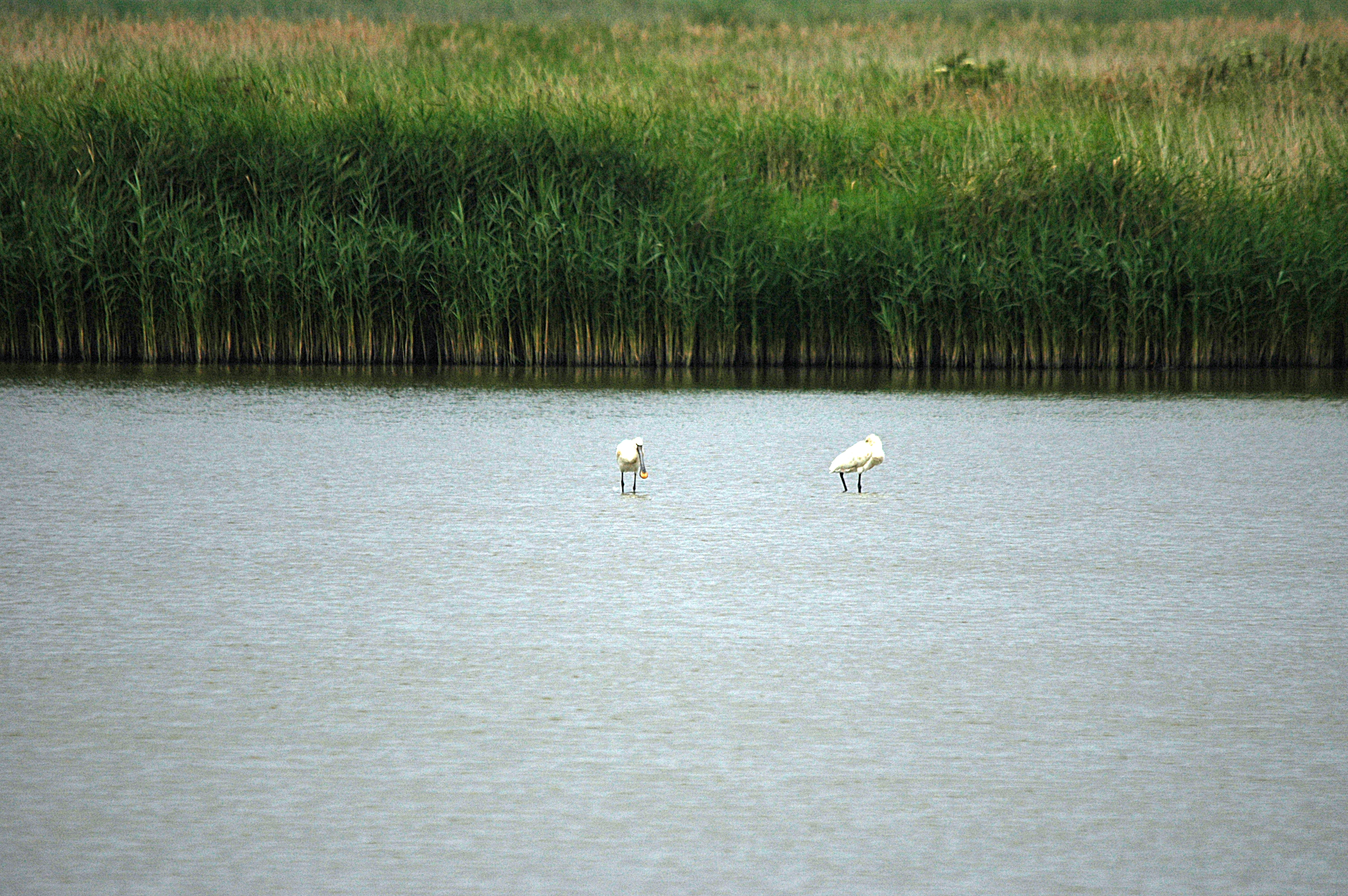 photos/wildlife/Bird_Species/025-Ibises-Spoonbills/0415-Eurasian_Spoonbill/DSC_6445.JPG