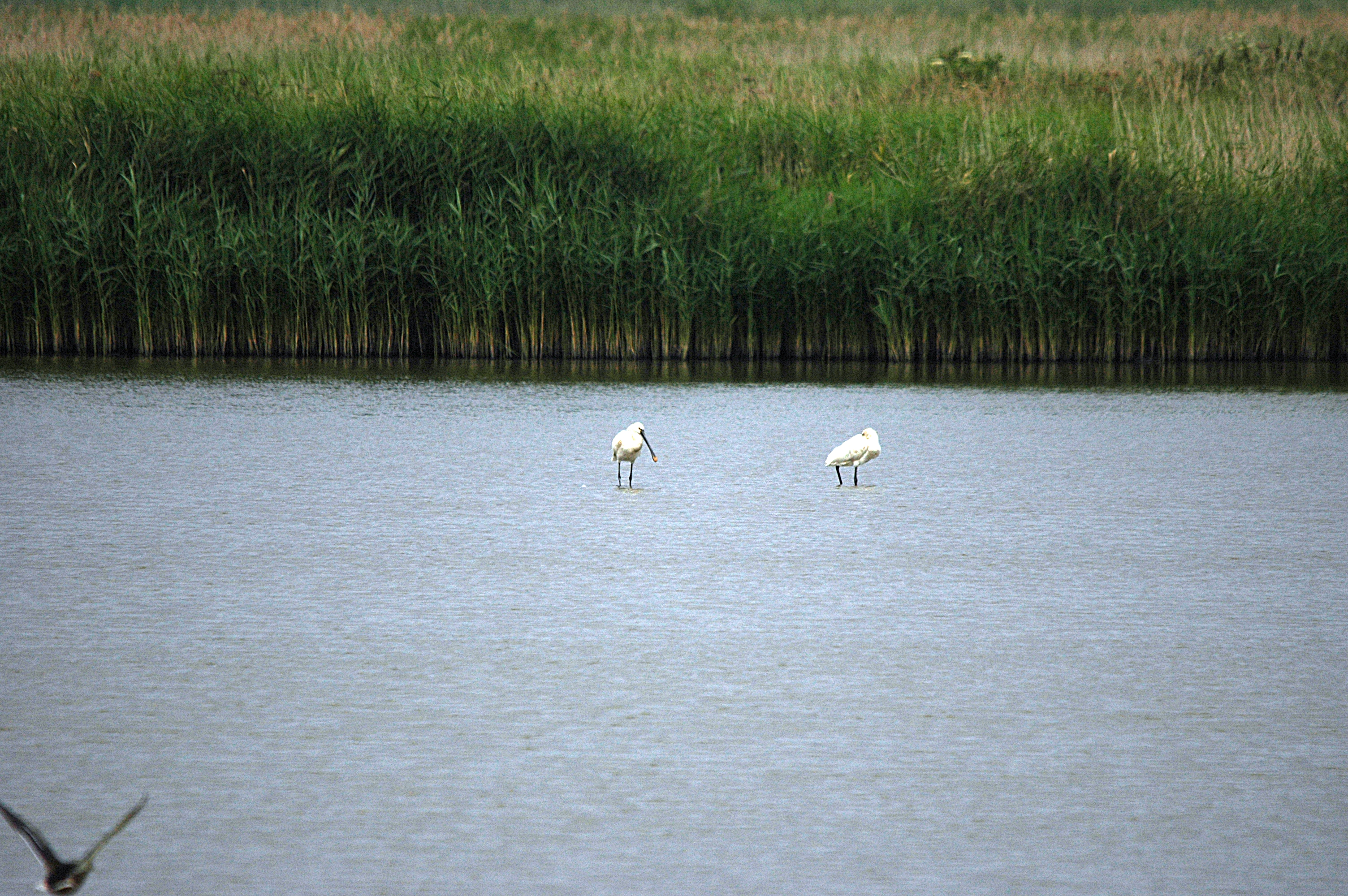 photos/wildlife/Bird_Species/025-Ibises-Spoonbills/0415-Eurasian_Spoonbill/DSC_6446.JPG