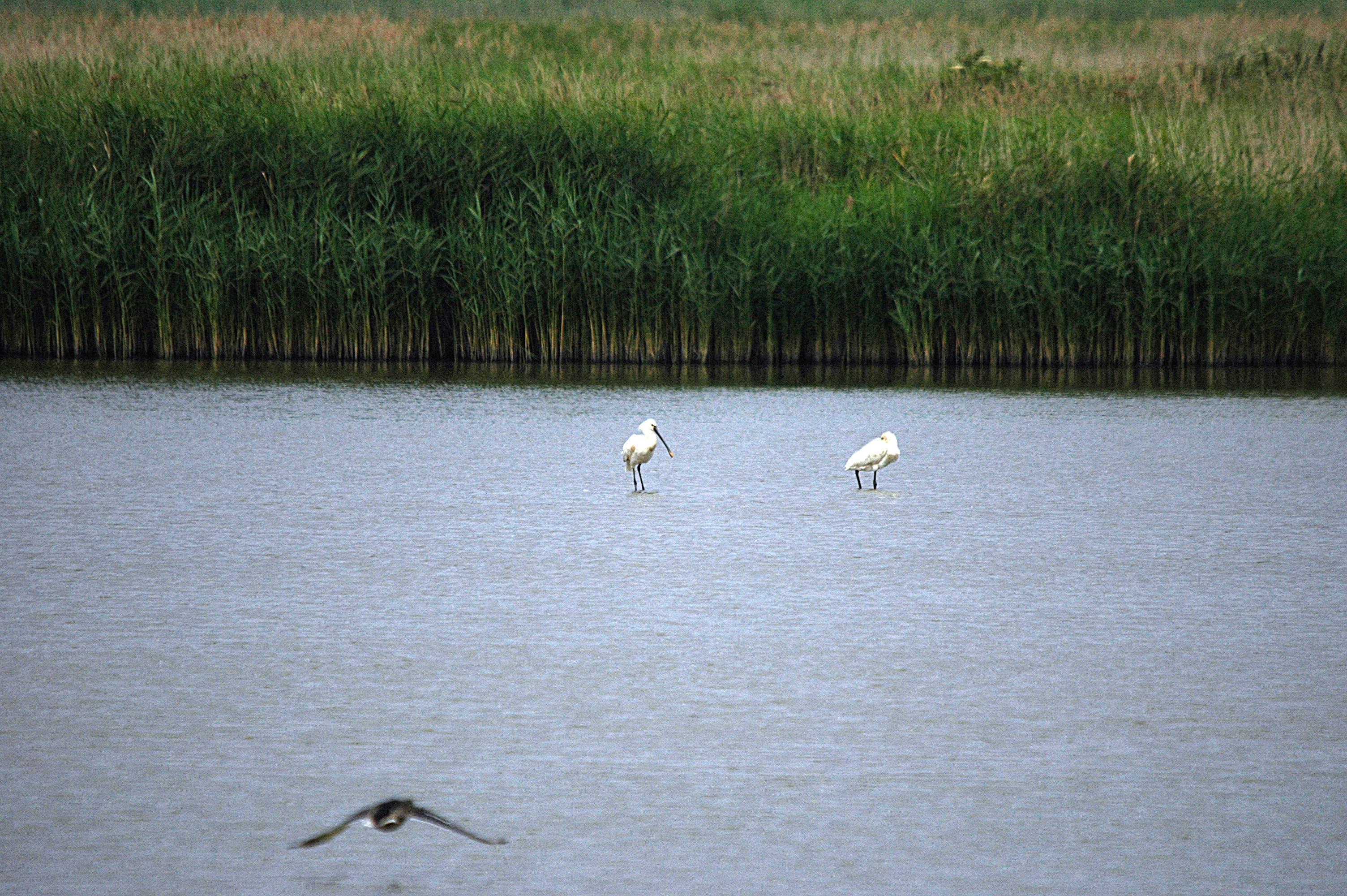 photos/wildlife/Bird_Species/025-Ibises-Spoonbills/0415-Eurasian_Spoonbill/DSC_6447.JPG