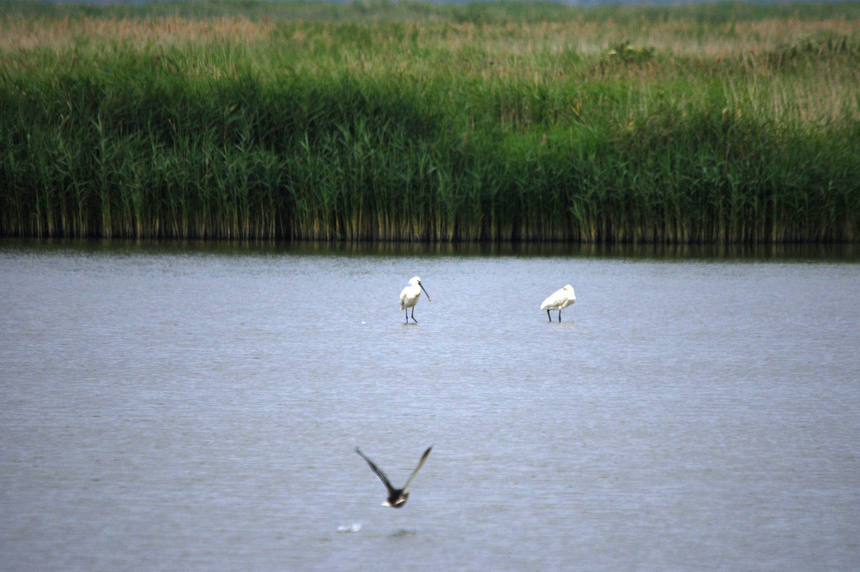 photos/wildlife/Bird_Species/025-Ibises-Spoonbills/0415-Eurasian_Spoonbill/DSC_6448.JPG