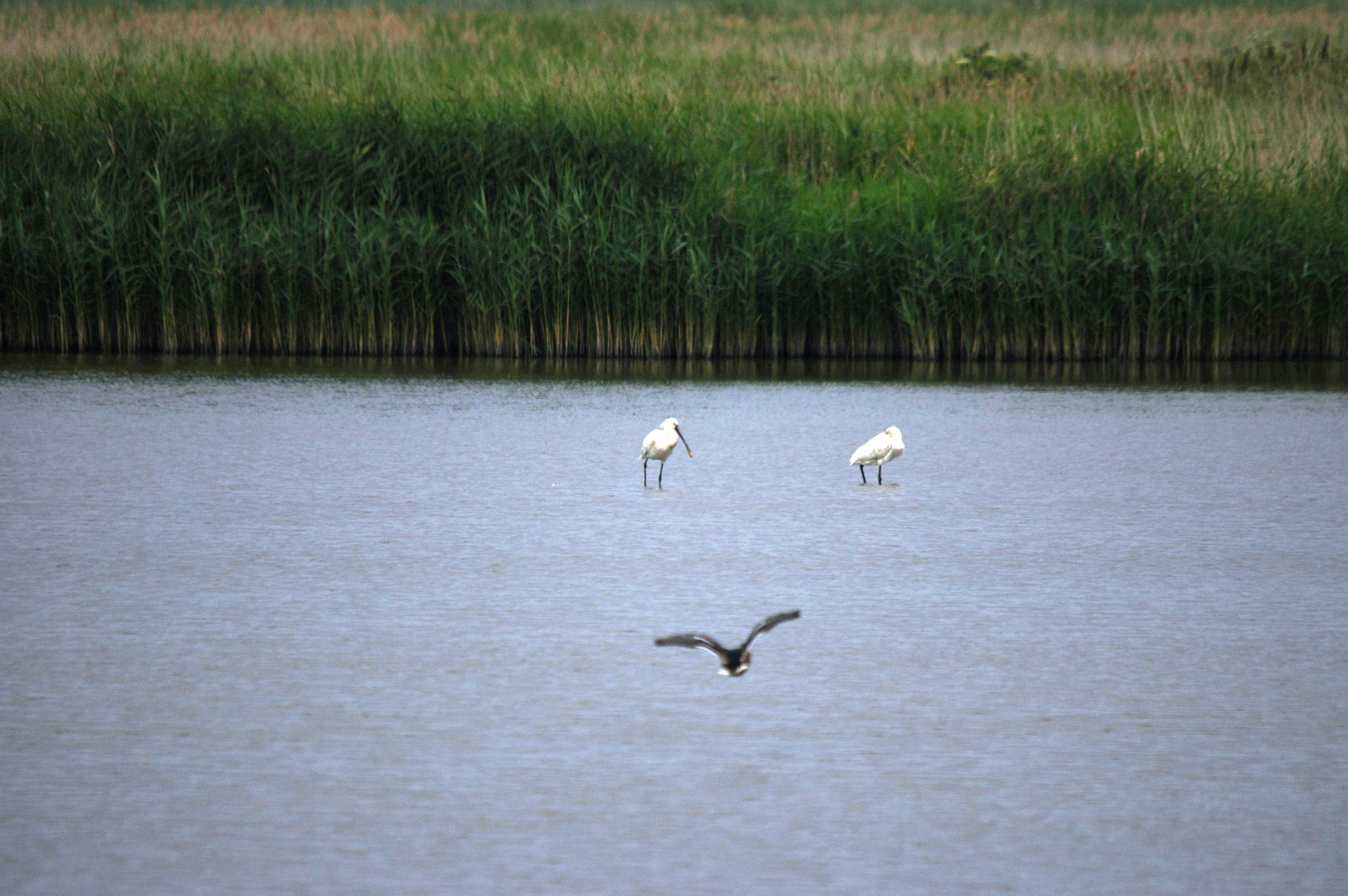 photos/wildlife/Bird_Species/025-Ibises-Spoonbills/0415-Eurasian_Spoonbill/DSC_6449.JPG