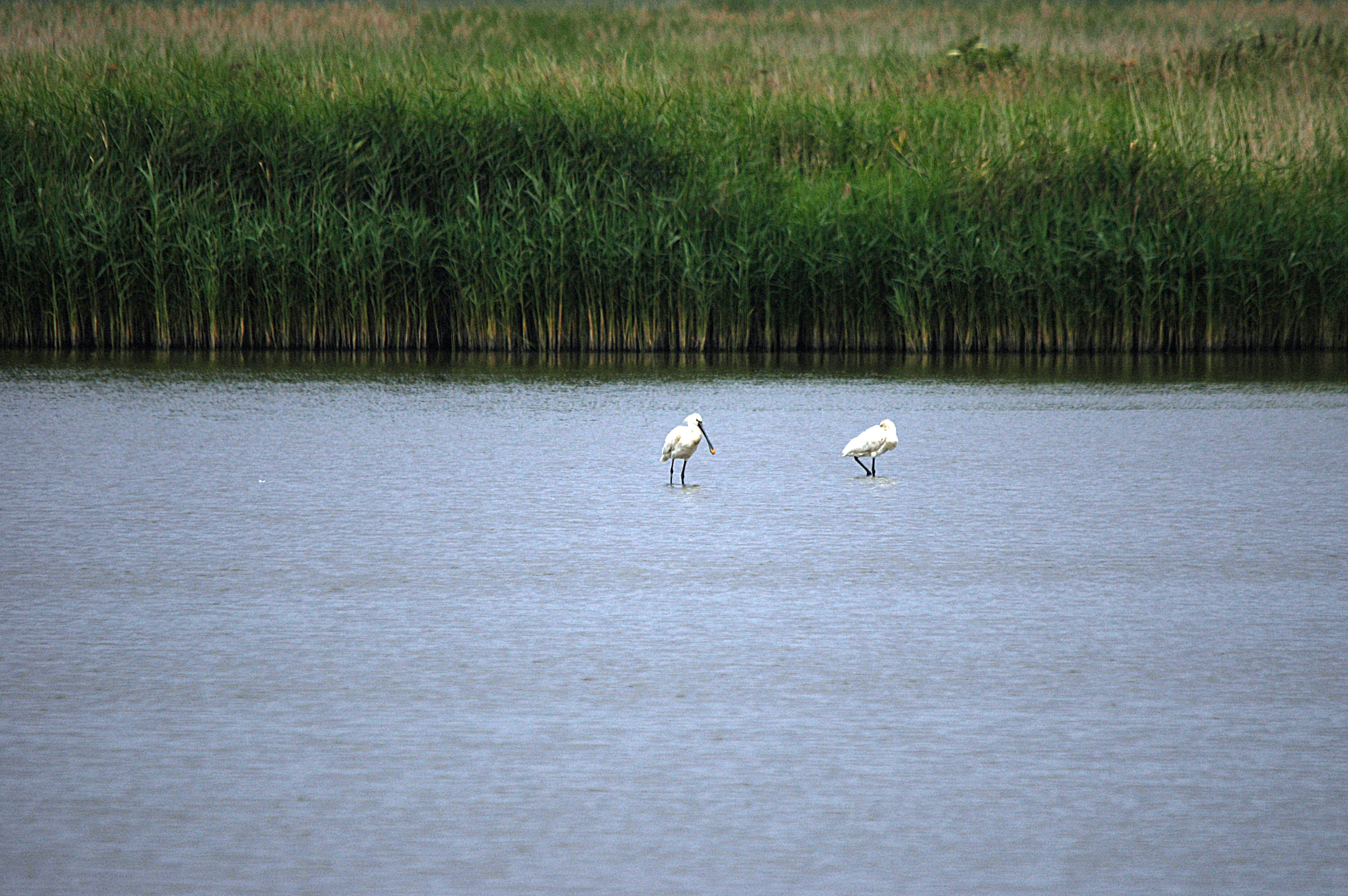 photos/wildlife/Bird_Species/025-Ibises-Spoonbills/0415-Eurasian_Spoonbill/DSC_6450.JPG