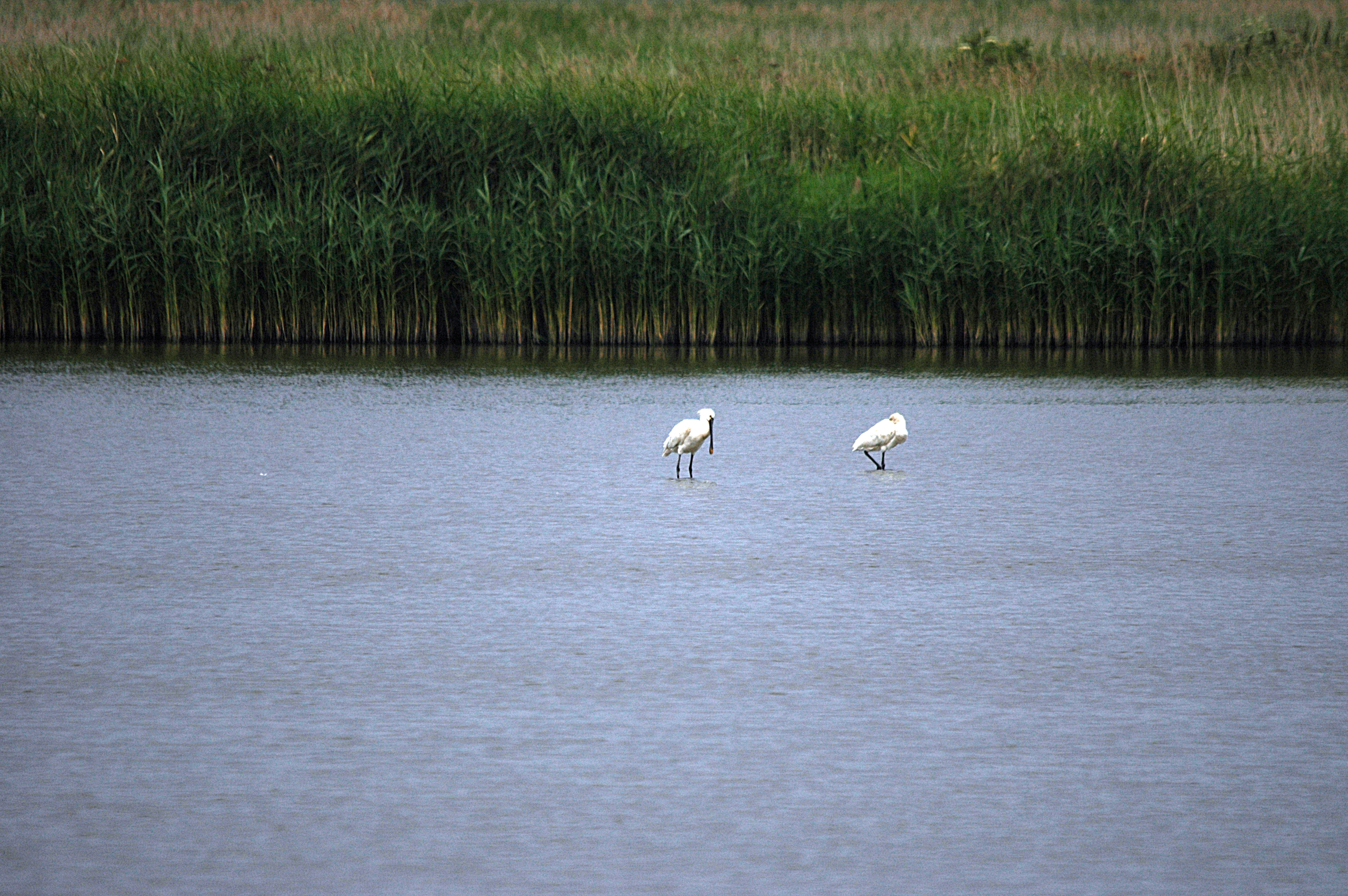 photos/wildlife/Bird_Species/025-Ibises-Spoonbills/0415-Eurasian_Spoonbill/DSC_6451.JPG