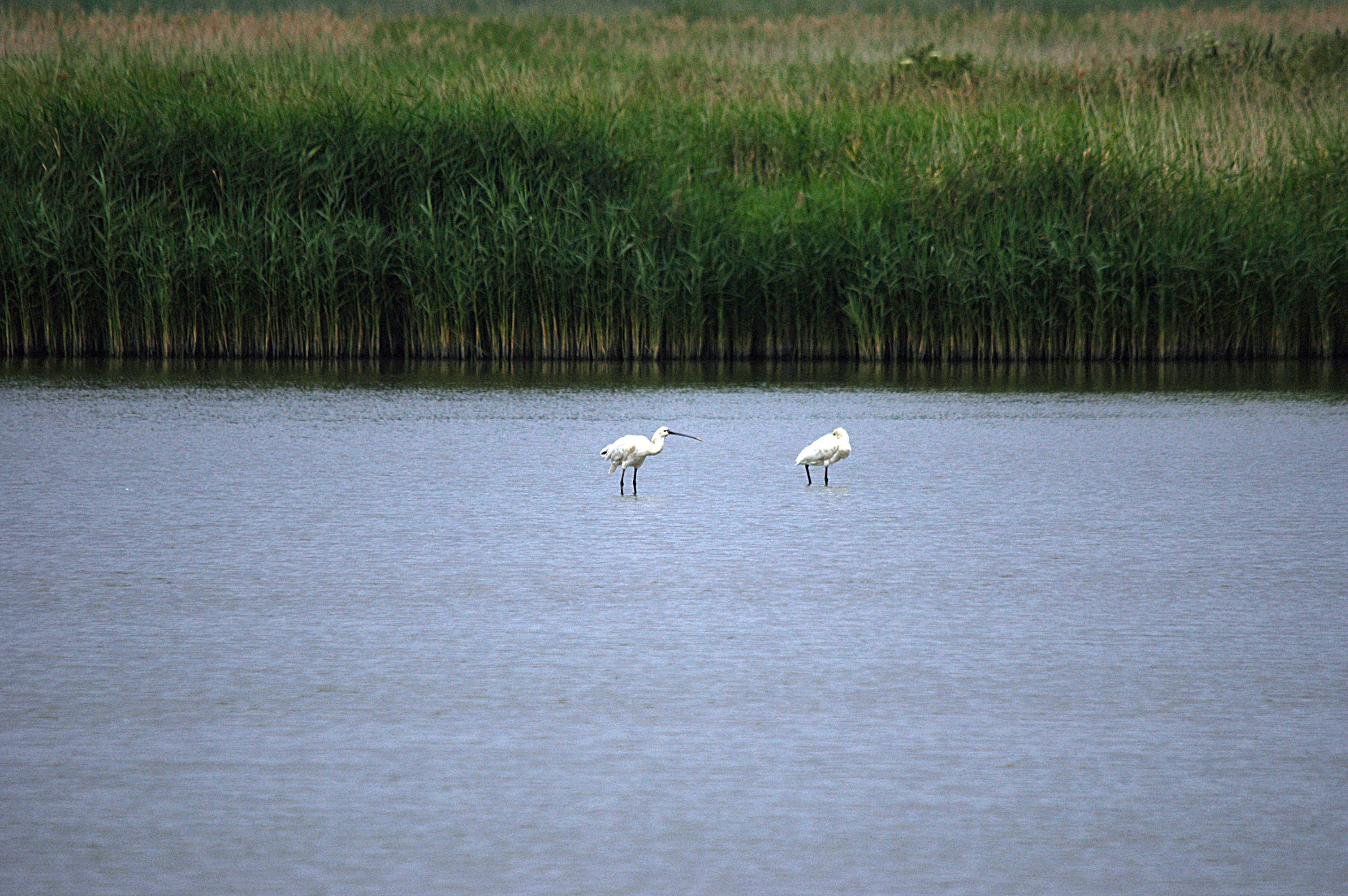 photos/wildlife/Bird_Species/025-Ibises-Spoonbills/0415-Eurasian_Spoonbill/DSC_6452.JPG