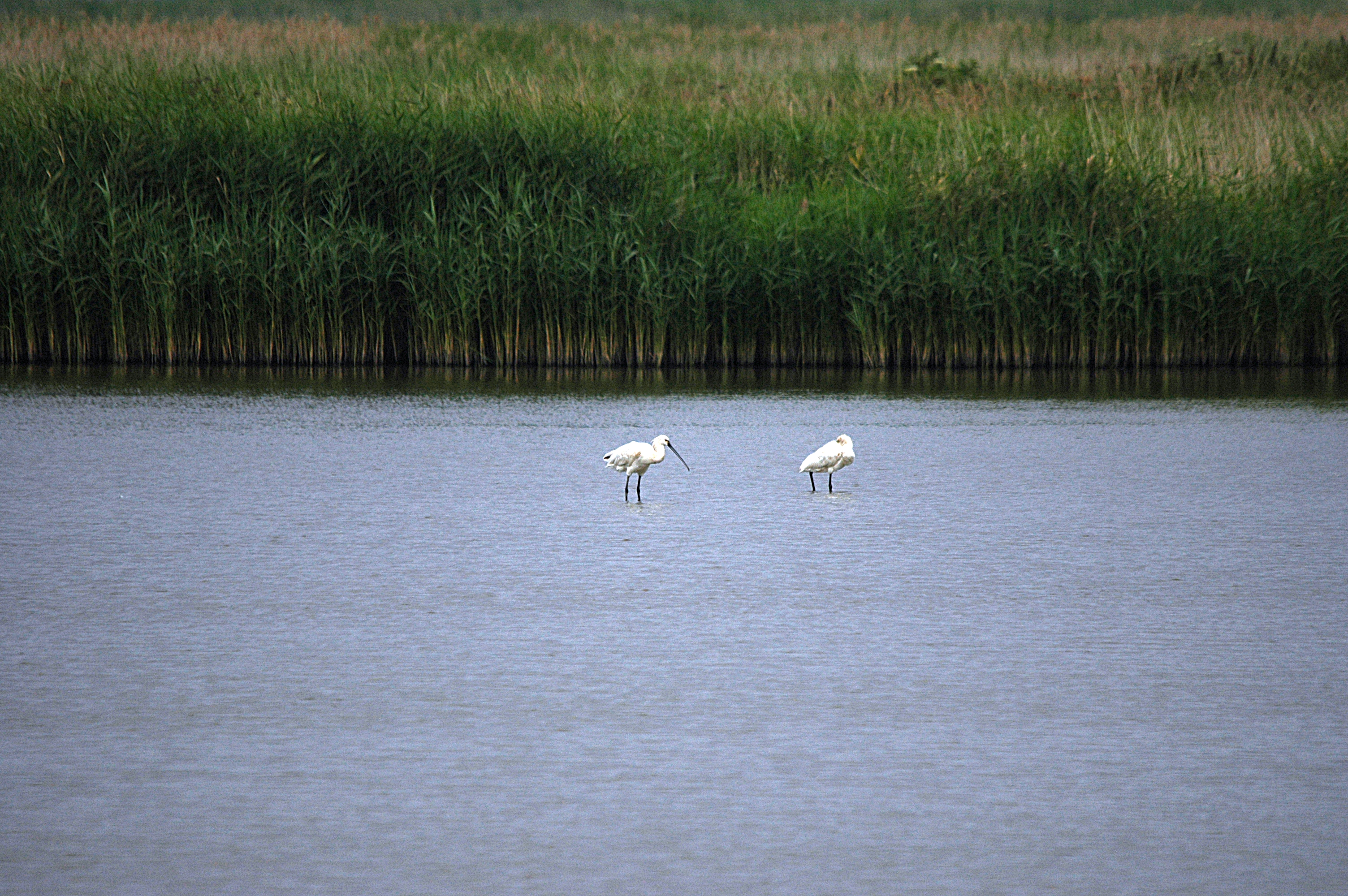 photos/wildlife/Bird_Species/025-Ibises-Spoonbills/0415-Eurasian_Spoonbill/DSC_6453.JPG
