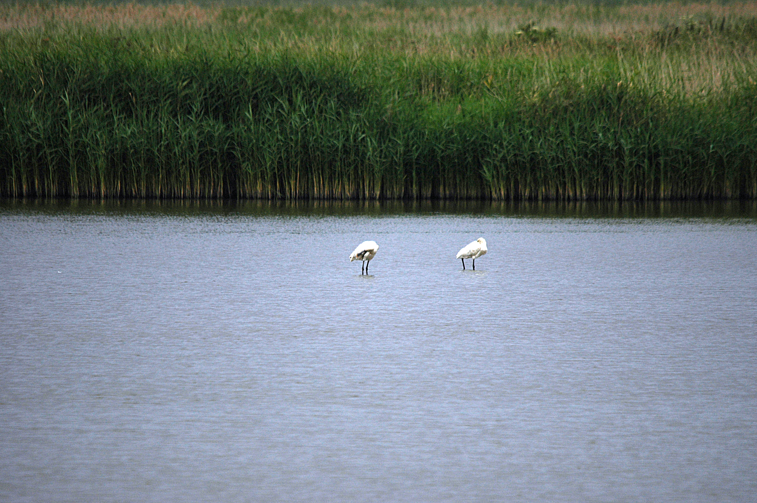 photos/wildlife/Bird_Species/025-Ibises-Spoonbills/0415-Eurasian_Spoonbill/DSC_6454.JPG