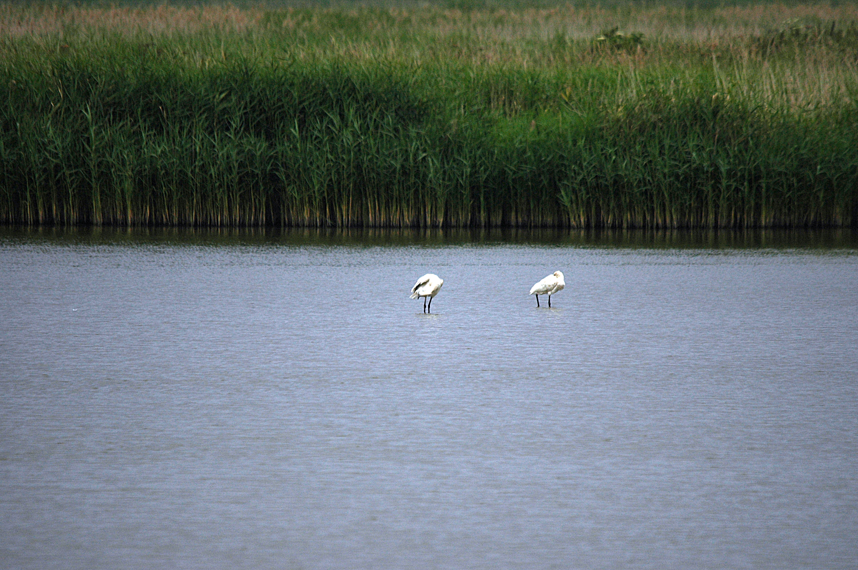 photos/wildlife/Bird_Species/025-Ibises-Spoonbills/0415-Eurasian_Spoonbill/DSC_6455.JPG