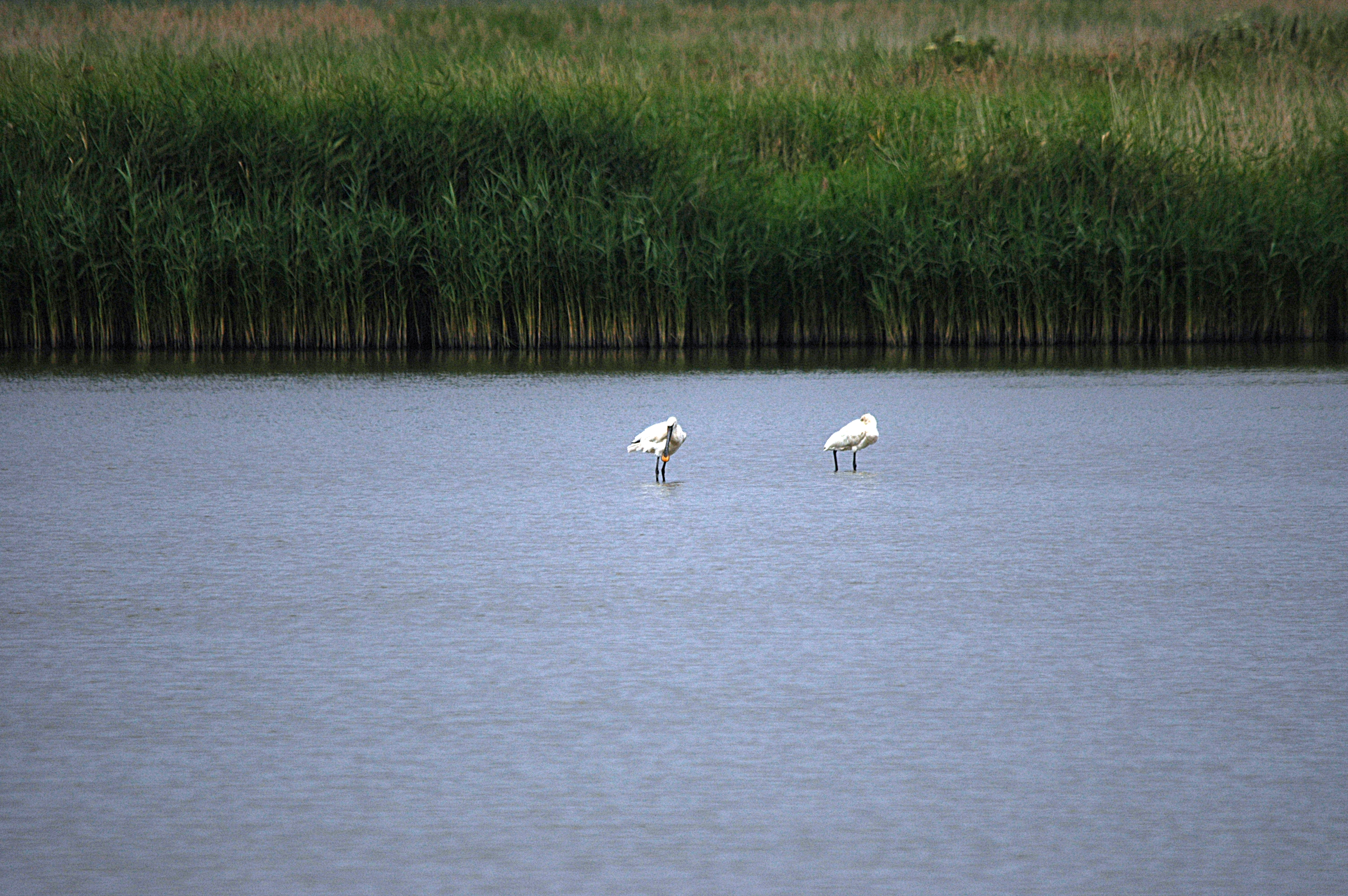 photos/wildlife/Bird_Species/025-Ibises-Spoonbills/0415-Eurasian_Spoonbill/DSC_6456.JPG