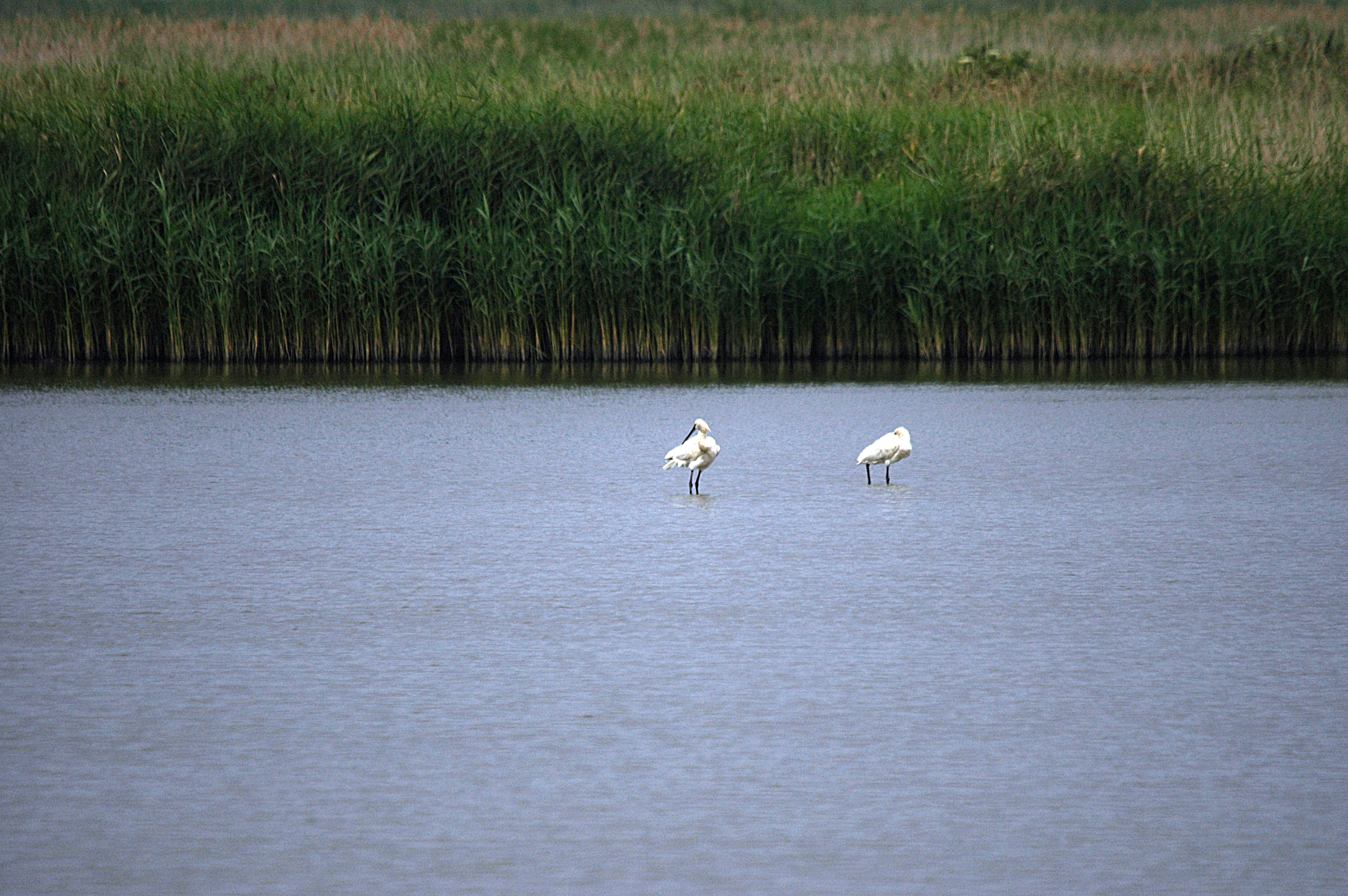 photos/wildlife/Bird_Species/025-Ibises-Spoonbills/0415-Eurasian_Spoonbill/DSC_6457.JPG