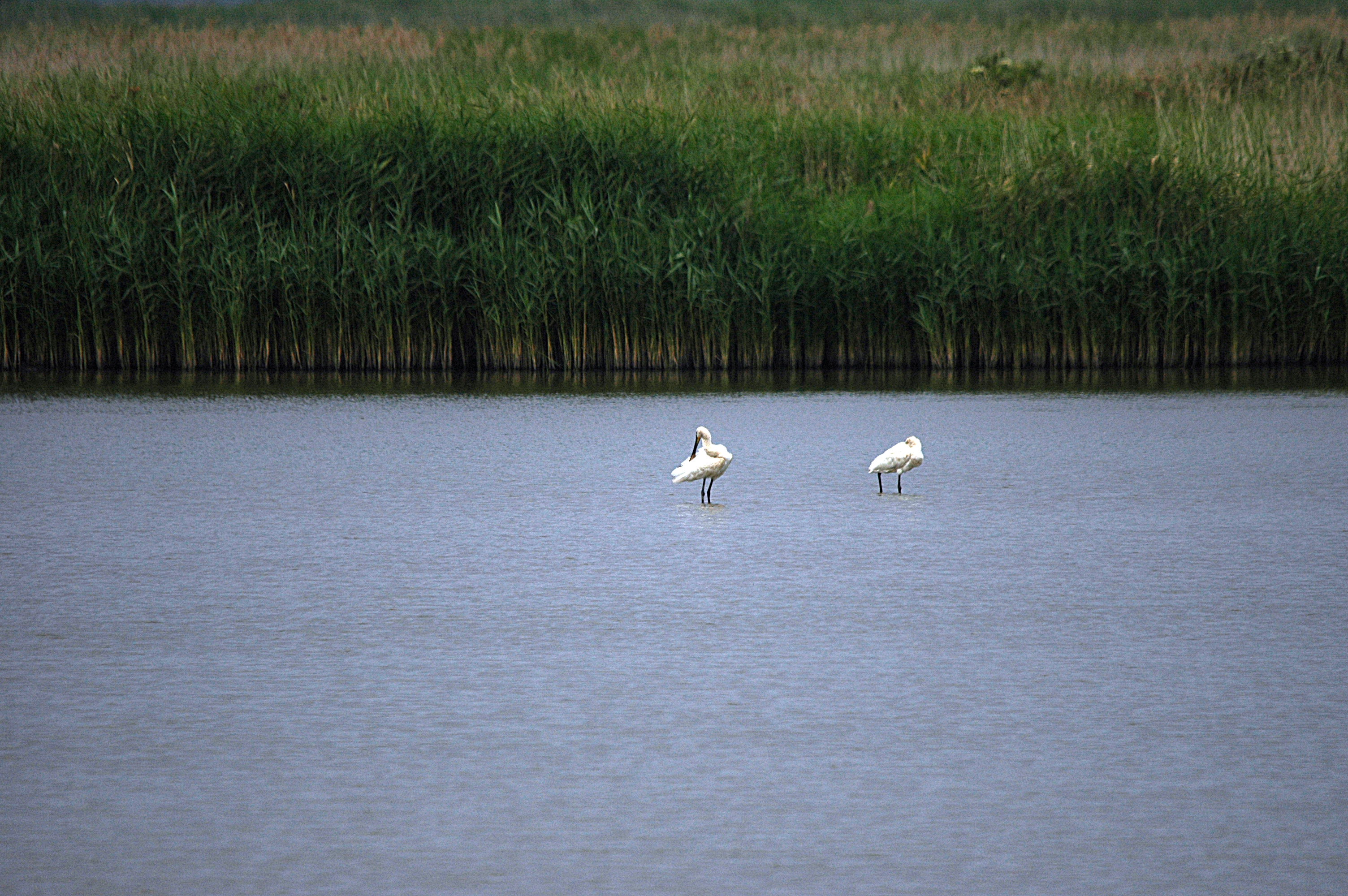 photos/wildlife/Bird_Species/025-Ibises-Spoonbills/0415-Eurasian_Spoonbill/DSC_6458.JPG