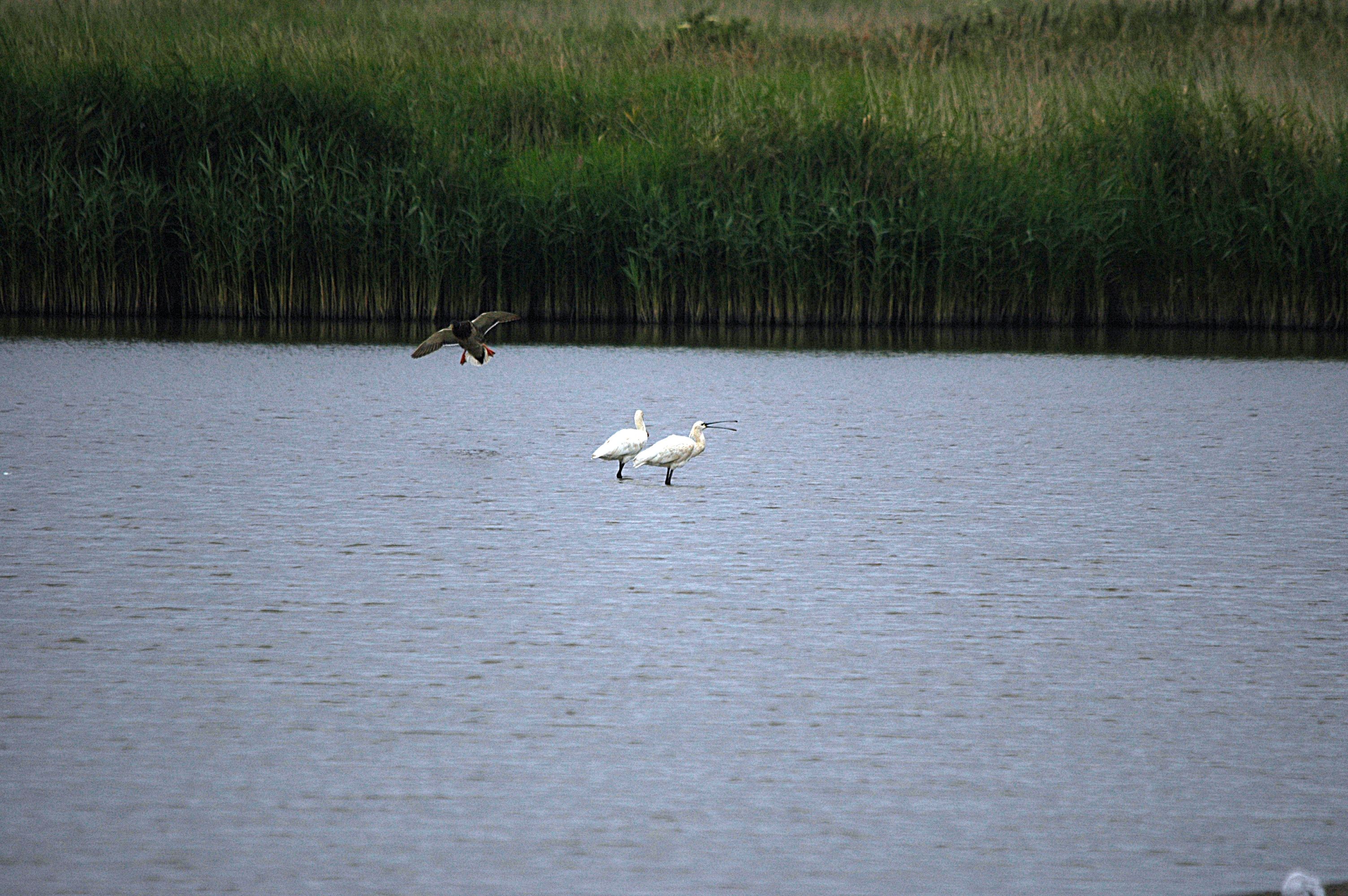 photos/wildlife/Bird_Species/025-Ibises-Spoonbills/0415-Eurasian_Spoonbill/DSC_6459.JPG