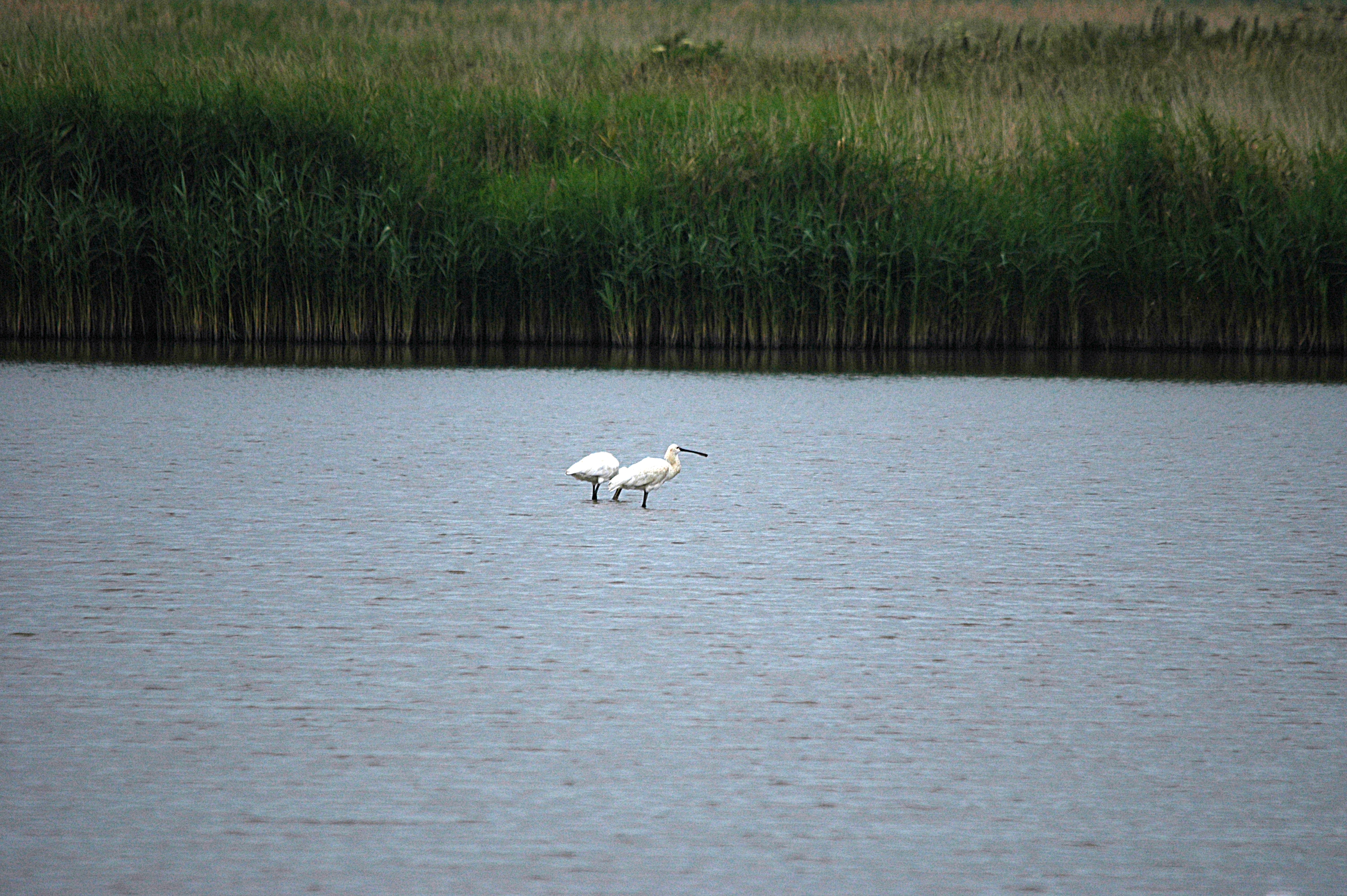 photos/wildlife/Bird_Species/025-Ibises-Spoonbills/0415-Eurasian_Spoonbill/DSC_6460.JPG