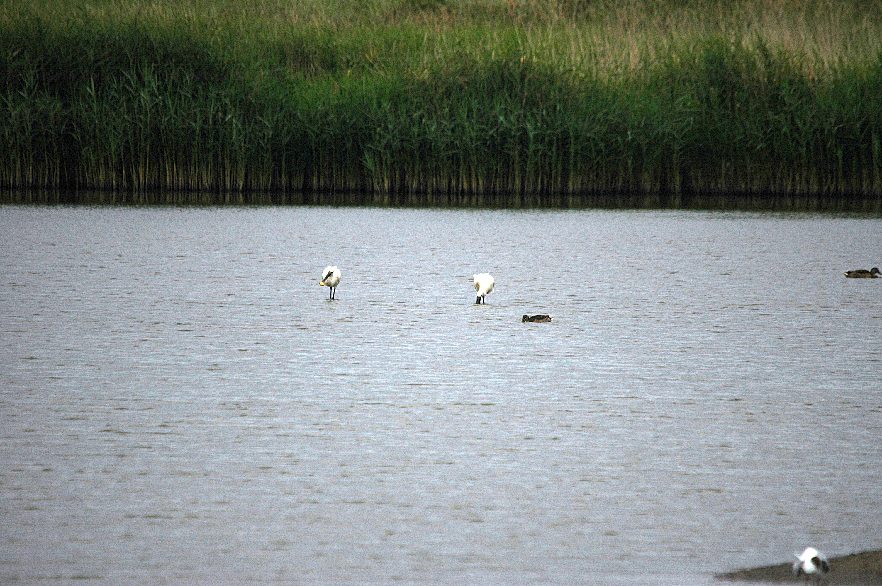 photos/wildlife/Bird_Species/025-Ibises-Spoonbills/0415-Eurasian_Spoonbill/DSC_6461.JPG
