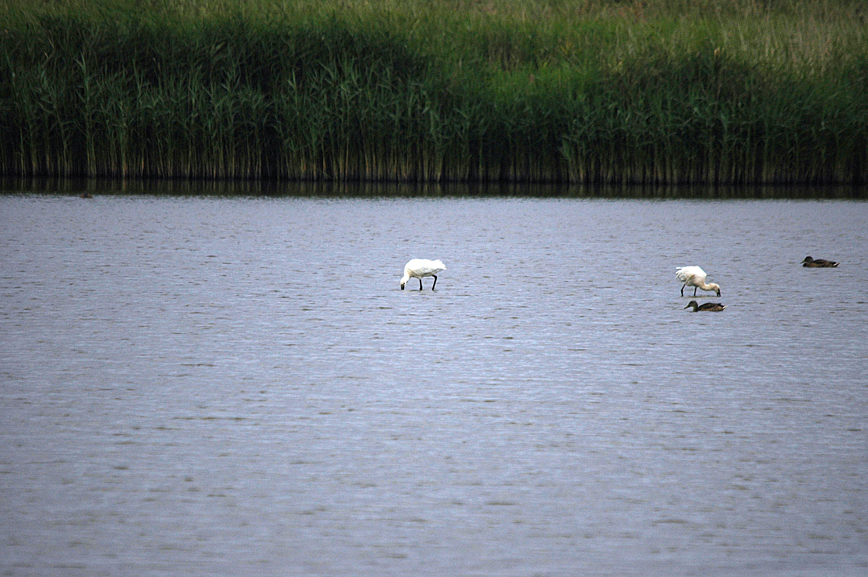 photos/wildlife/Bird_Species/025-Ibises-Spoonbills/0415-Eurasian_Spoonbill/DSC_6462.JPG