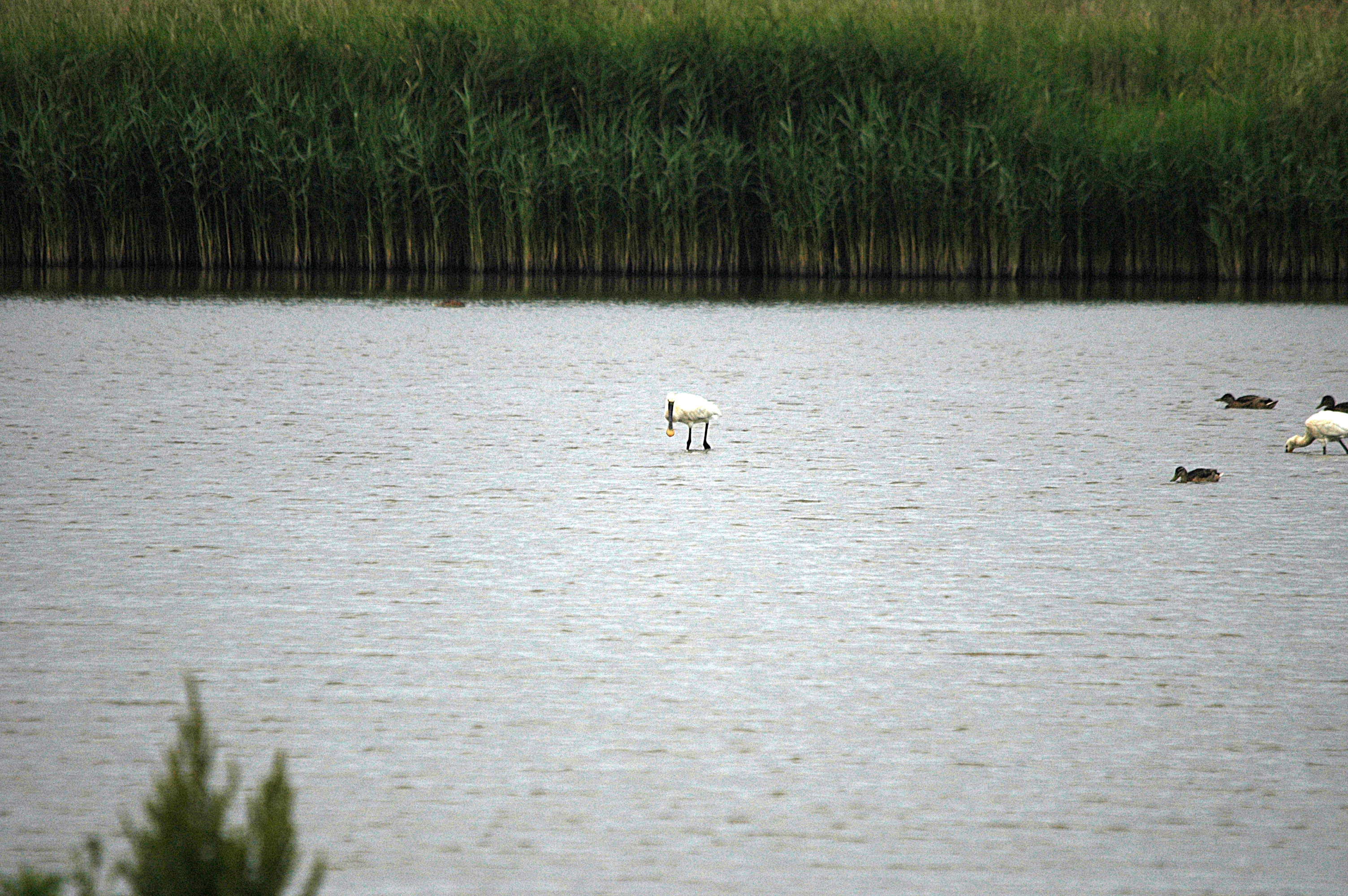 photos/wildlife/Bird_Species/025-Ibises-Spoonbills/0415-Eurasian_Spoonbill/DSC_6463.JPG