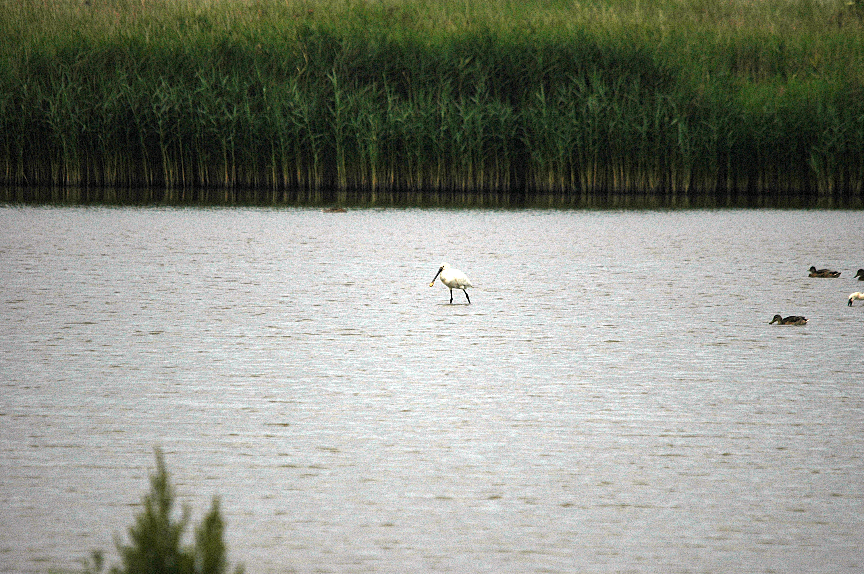 photos/wildlife/Bird_Species/025-Ibises-Spoonbills/0415-Eurasian_Spoonbill/DSC_6464.JPG