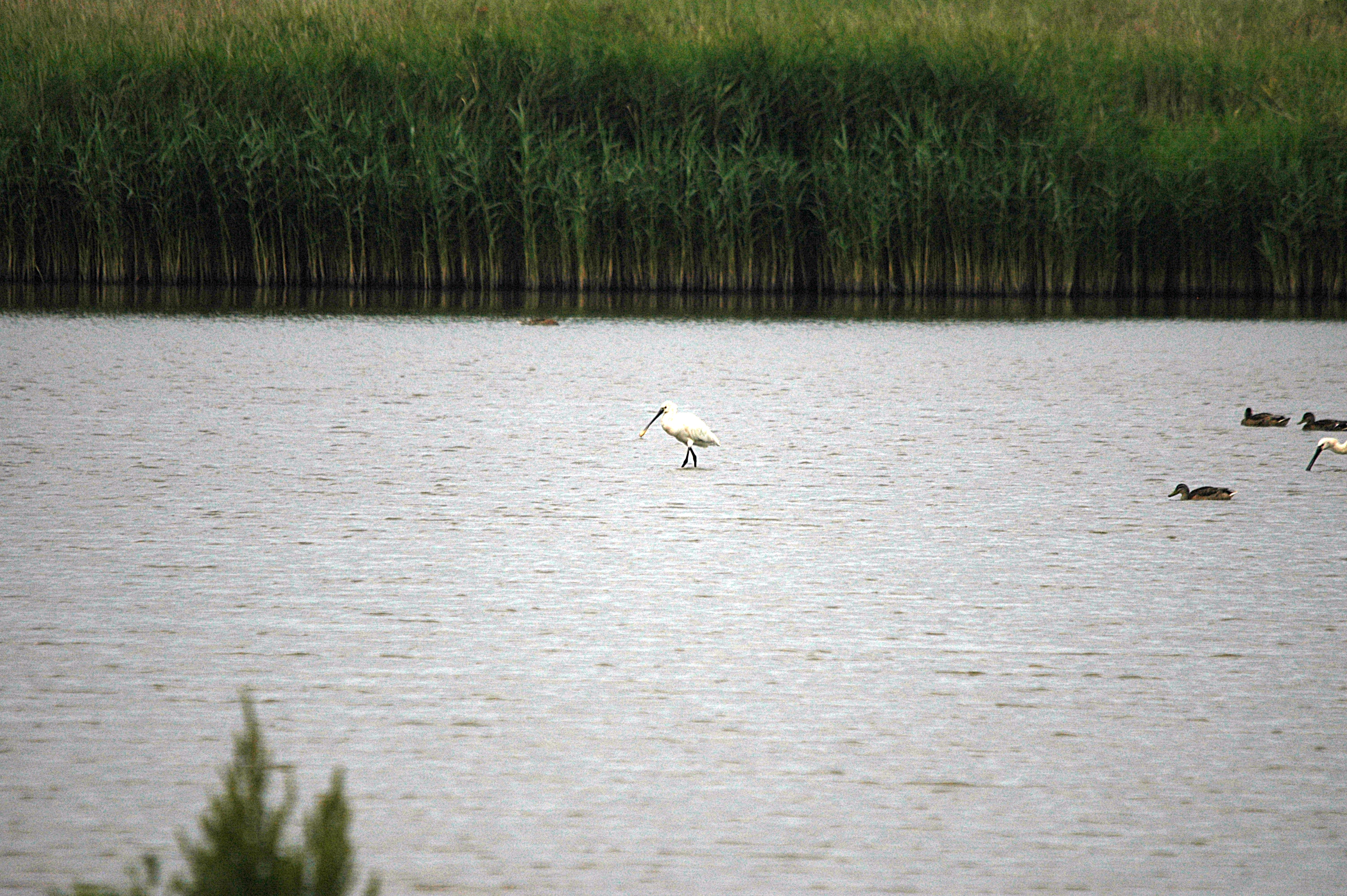 photos/wildlife/Bird_Species/025-Ibises-Spoonbills/0415-Eurasian_Spoonbill/DSC_6465.JPG