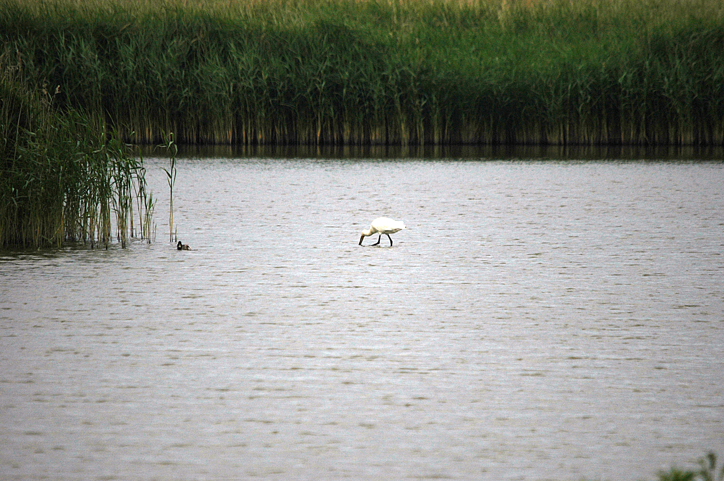 photos/wildlife/Bird_Species/025-Ibises-Spoonbills/0415-Eurasian_Spoonbill/DSC_6466.JPG