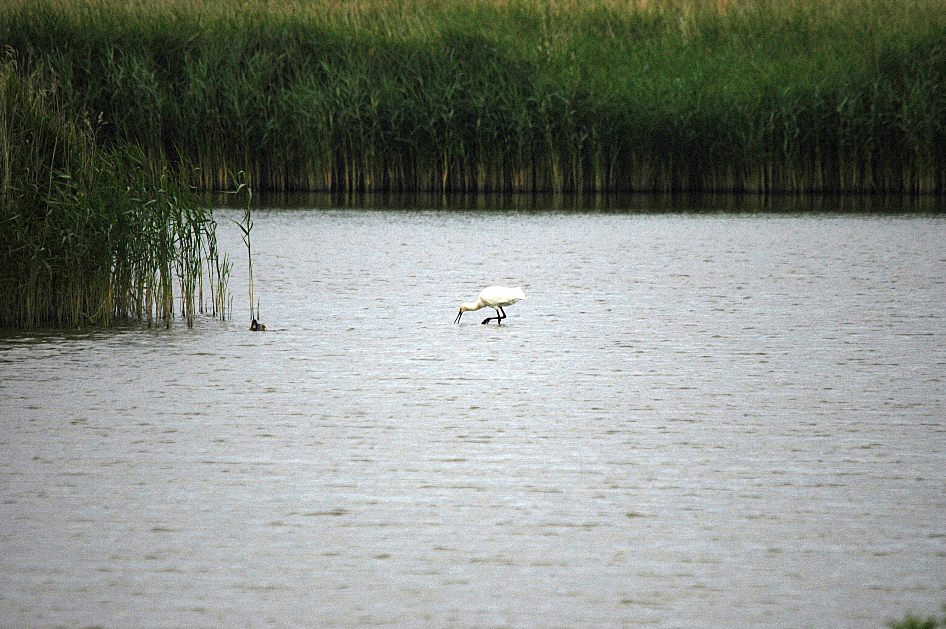 photos/wildlife/Bird_Species/025-Ibises-Spoonbills/0415-Eurasian_Spoonbill/DSC_6467.JPG