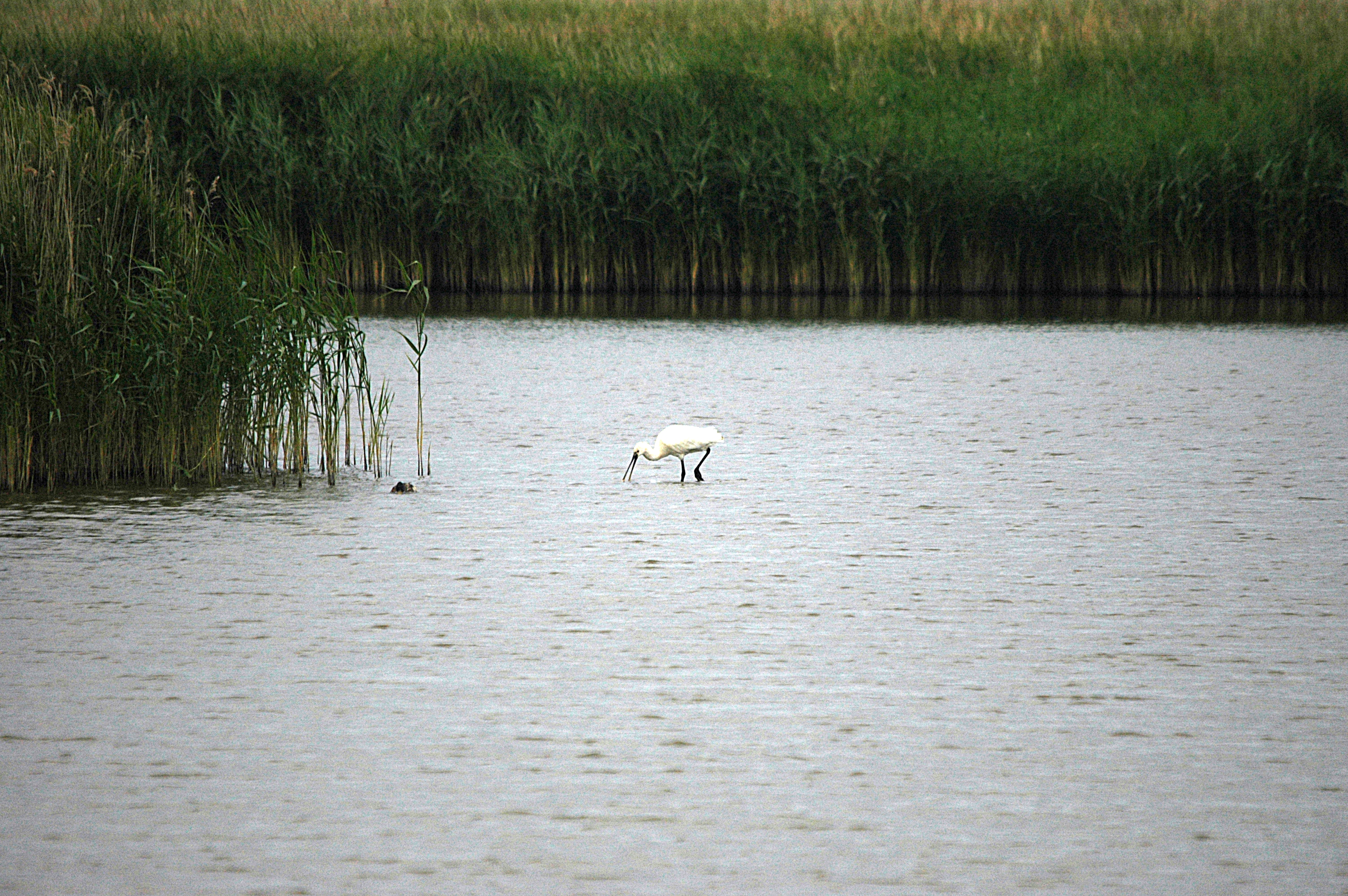 photos/wildlife/Bird_Species/025-Ibises-Spoonbills/0415-Eurasian_Spoonbill/DSC_6469.JPG
