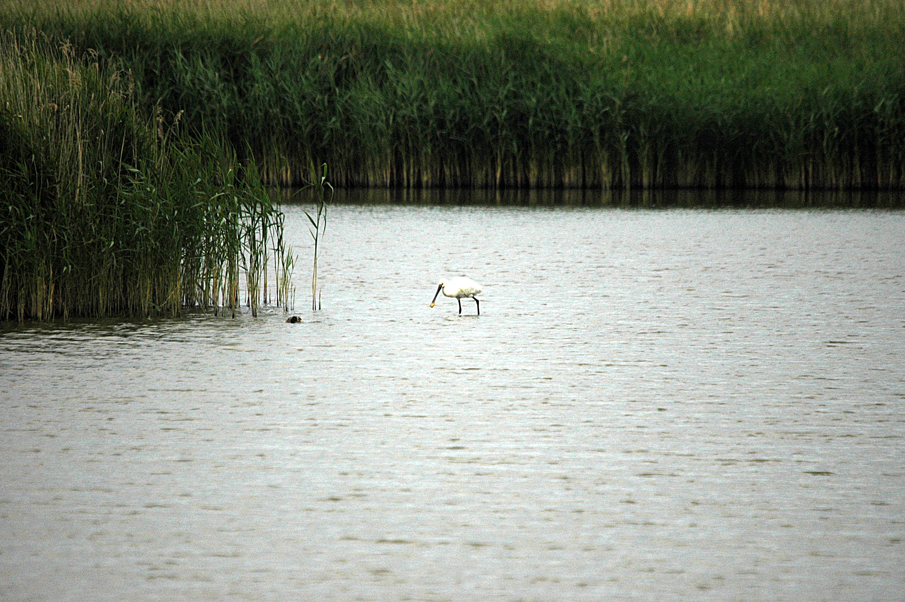 photos/wildlife/Bird_Species/025-Ibises-Spoonbills/0415-Eurasian_Spoonbill/DSC_6470.JPG
