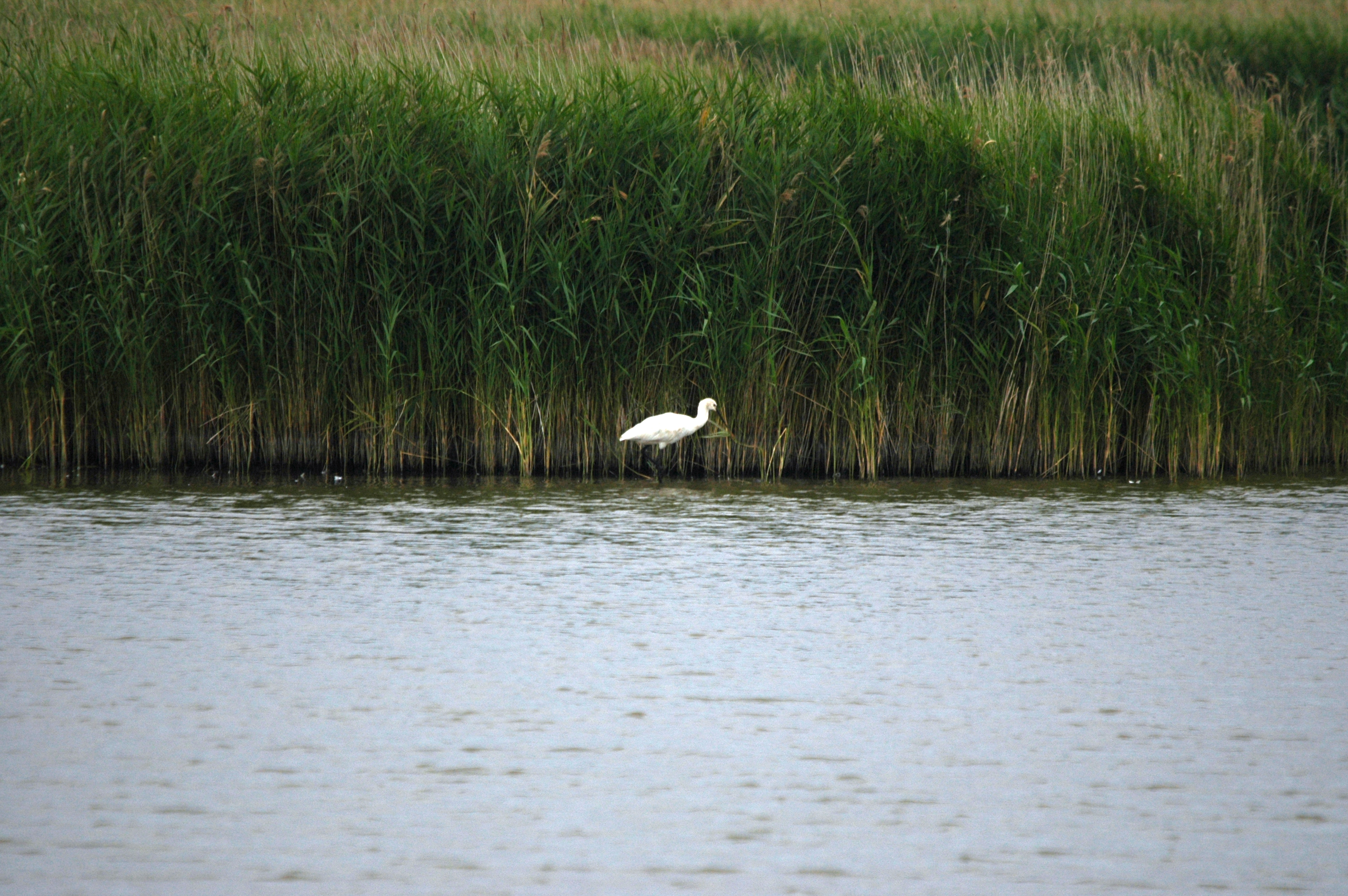 photos/wildlife/Bird_Species/025-Ibises-Spoonbills/0415-Eurasian_Spoonbill/DSC_6471.JPG